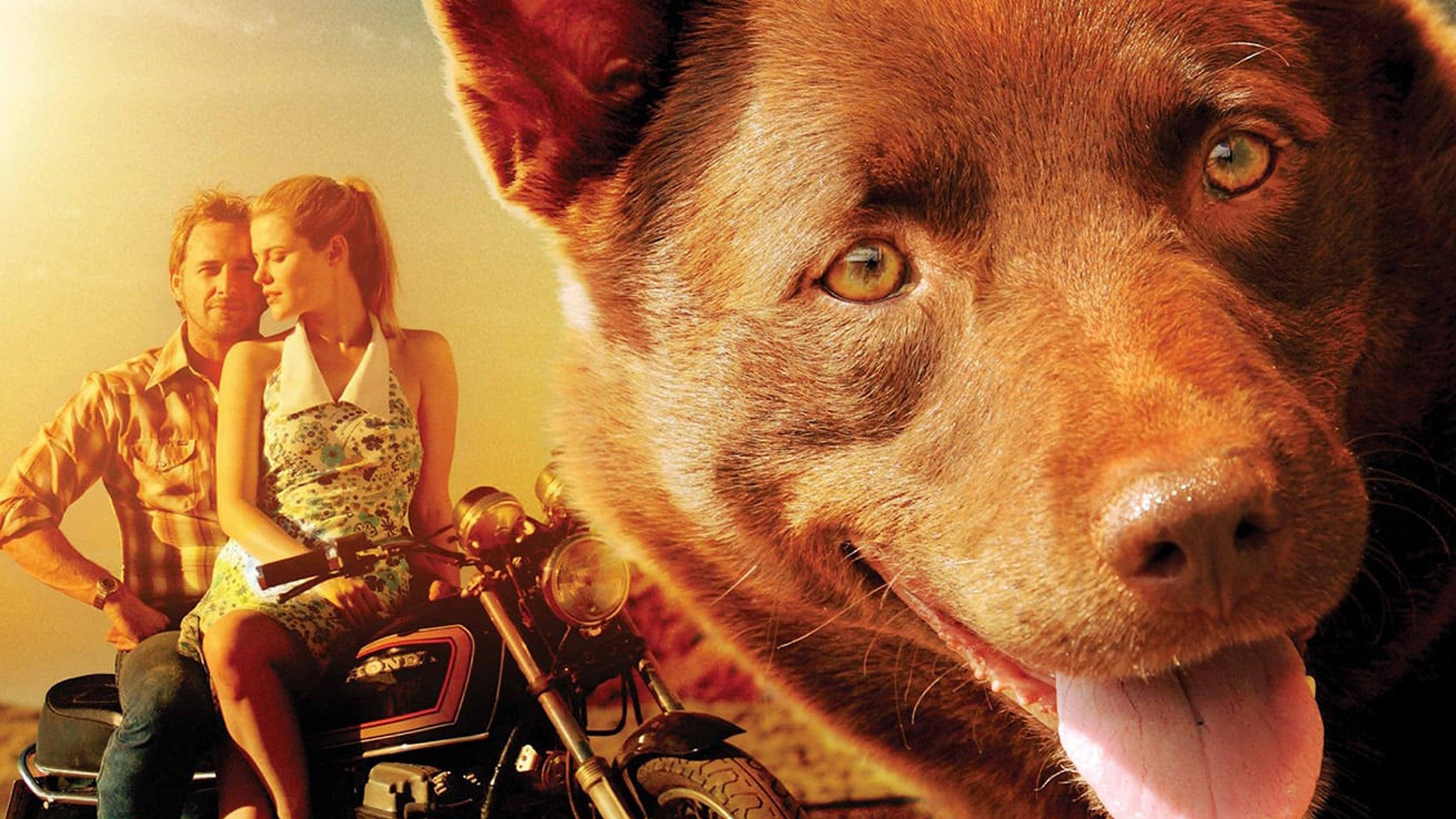 Red Dog movie, Australian outback, Unbreakable bond, Free-spirited dog, 3840x2160 4K Desktop