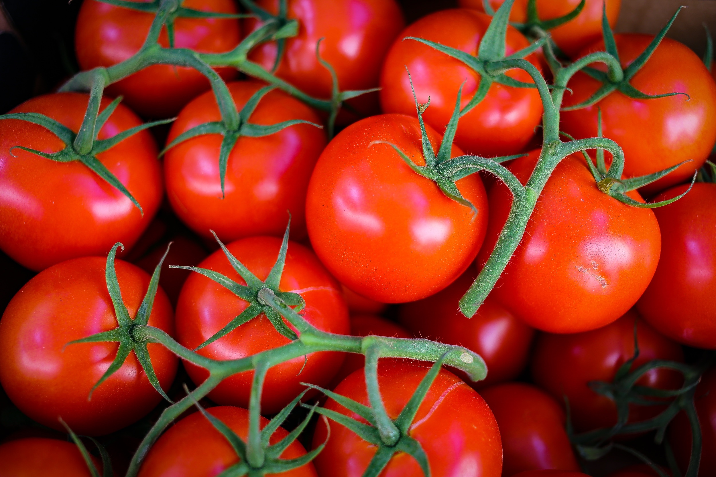 Tomato download, Culinary inspiration, Fresh produce, High-resolution image, 2500x1670 HD Desktop