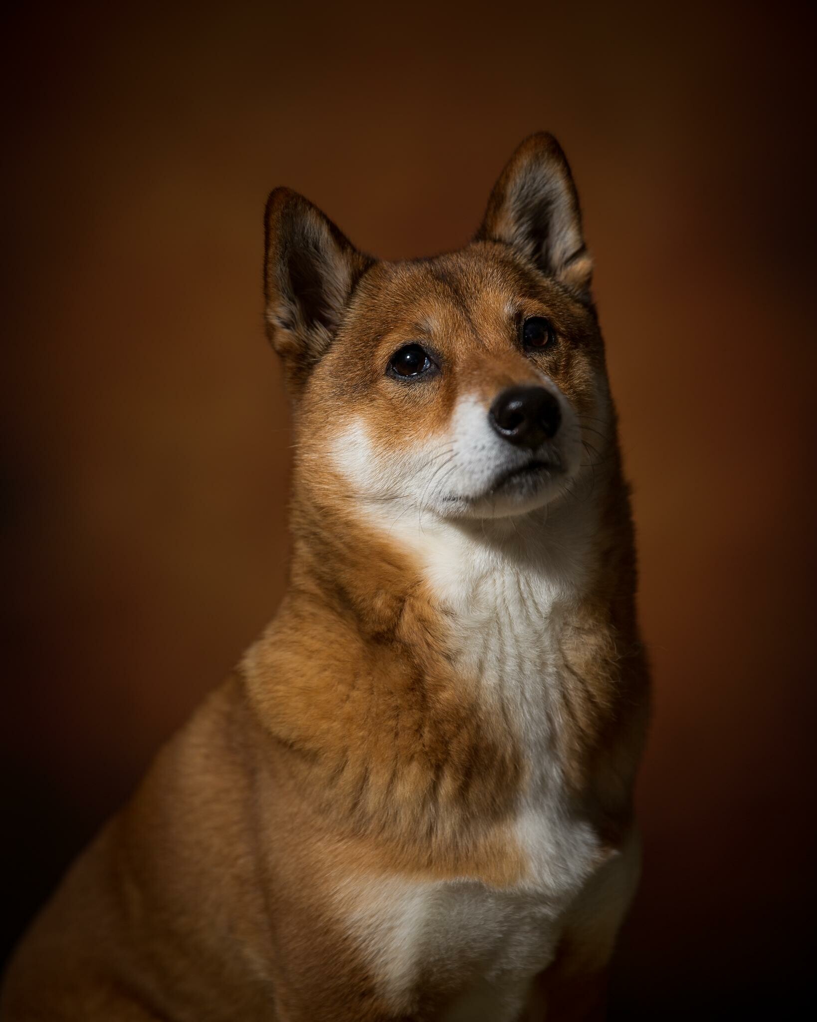 Shiba Inu: The breed tend to exhibit an independent nature. 1640x2050 HD Background.