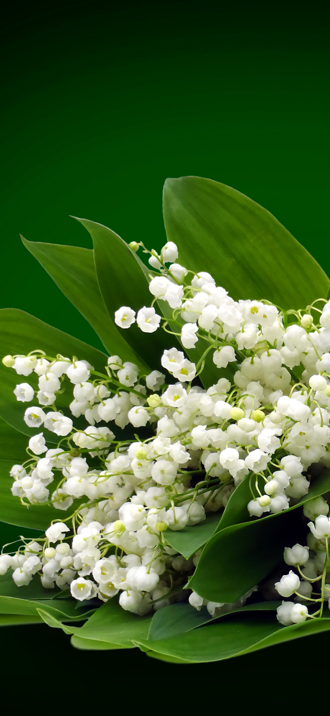 Lily of the Valley: The plant traditionally features in spring wedding bouquets, Our Lady's tears. 1130x2440 HD Background.