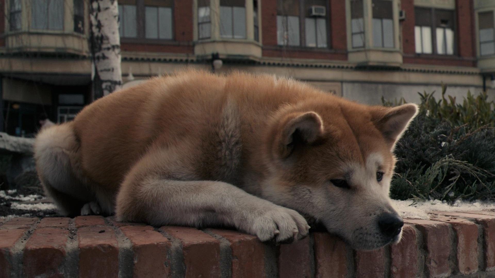 Hachi: A Dog's Tale, Akita dog, Heartwarming story, Loyal companion, 1920x1080 Full HD Desktop