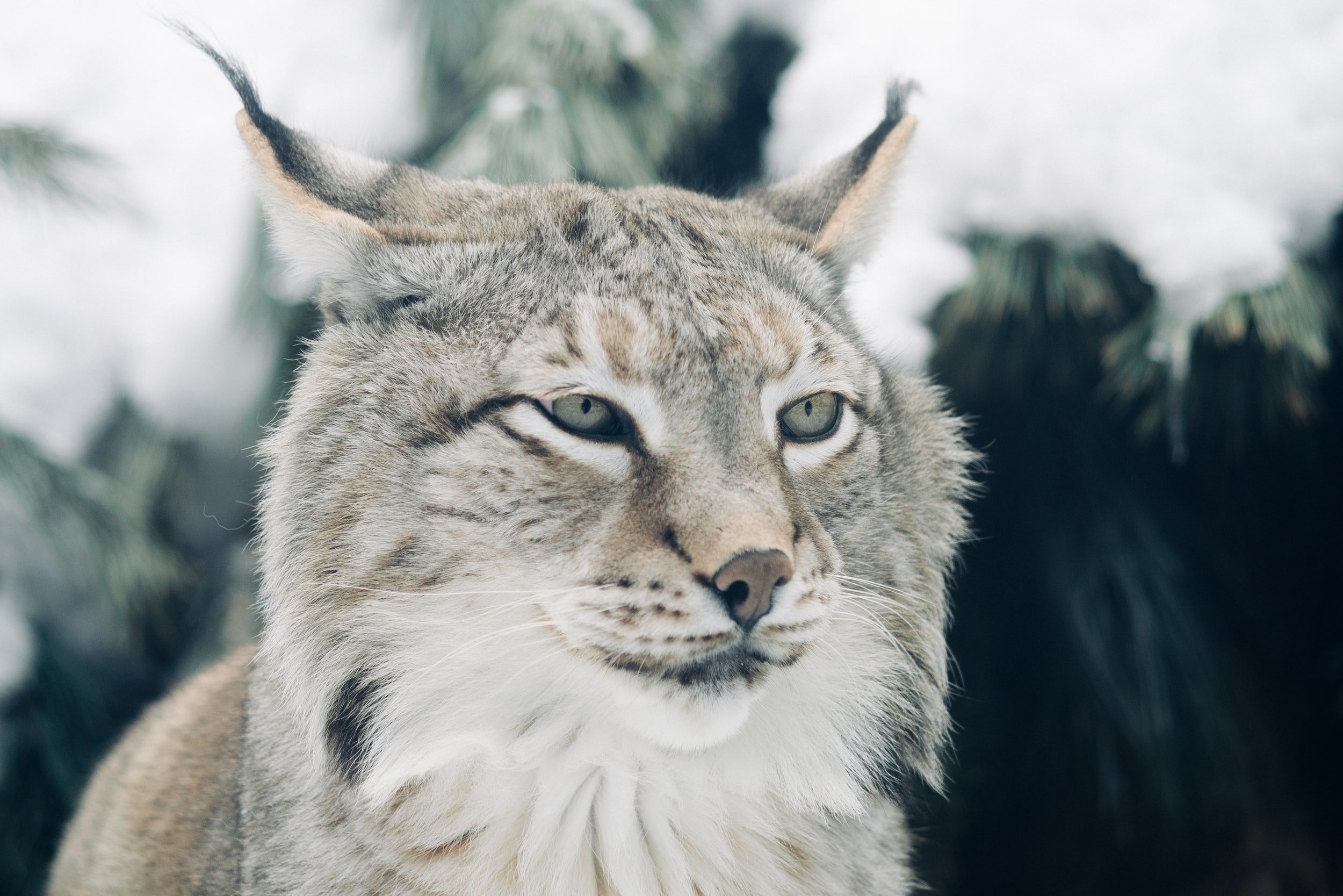 Lynx, Canada's wildlife, Yellowstone sanctuary, Protected species, 2500x1670 HD Desktop