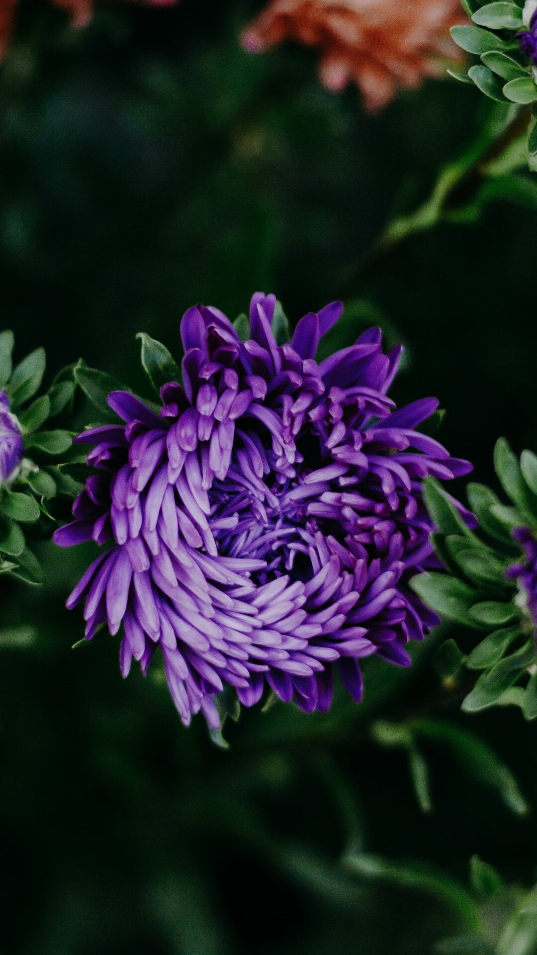 Chrysanthemum: Chrysanthemums are sun-loving plants,  Although they technically require only 6 hours of sunlight each day, the more light they receive, the better their growth, bloom, and hardiness. 1080x1920 Full HD Background.