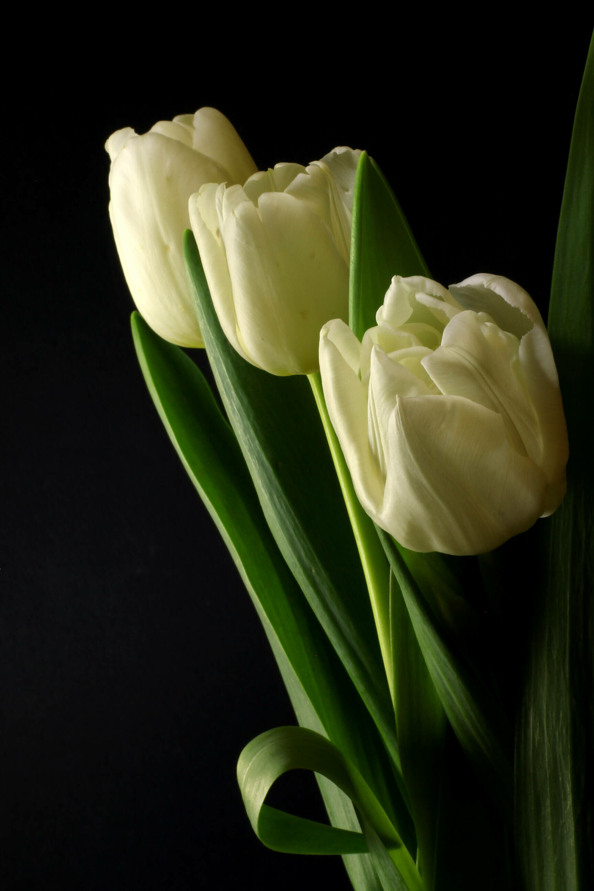 Tulip: Tulips Bouquet, Annual Plant, Flower Arranging. 1920x2880 HD Background.