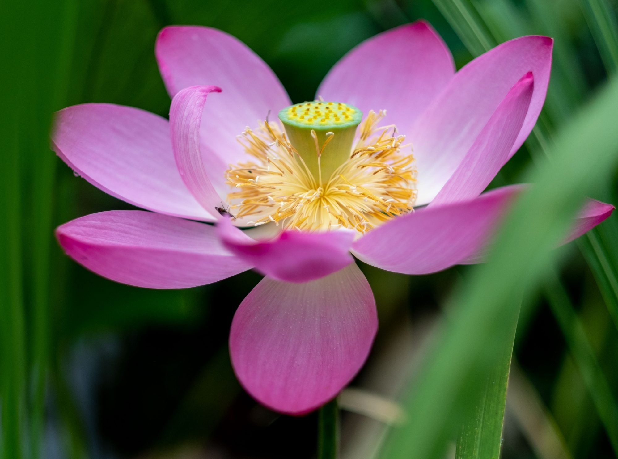 Lotus flower blooming, Exquisite blossoms, Nature's miracle, Captivating transformation, 2000x1490 HD Desktop