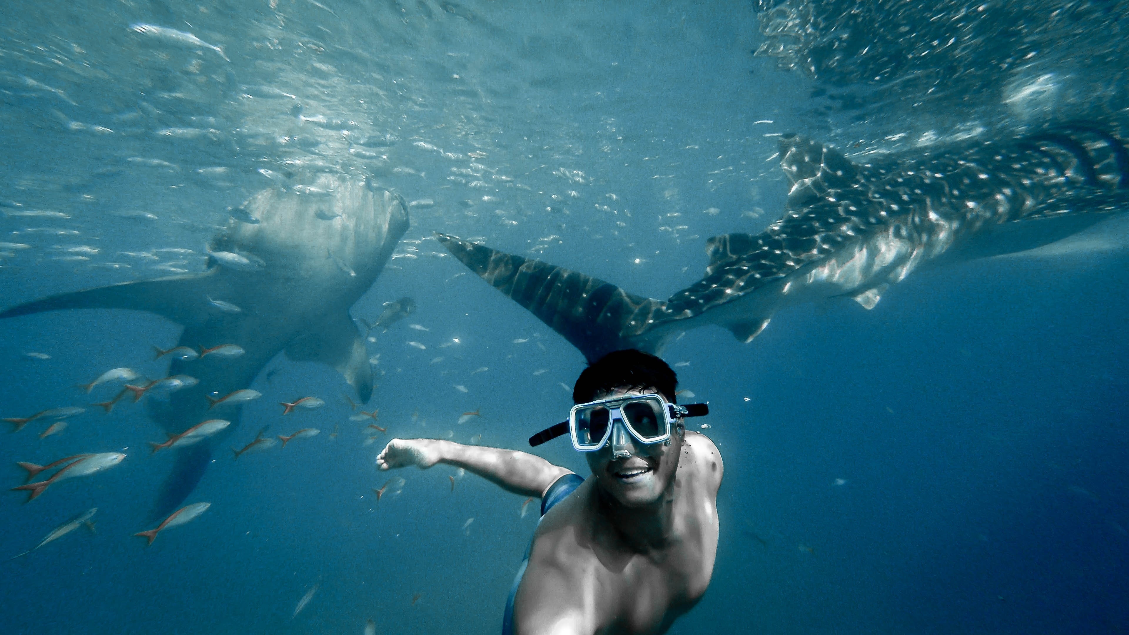 Snorkeling: Whale sharks, A diving mask, Scuba diving, A dive experience. 3840x2160 4K Wallpaper.