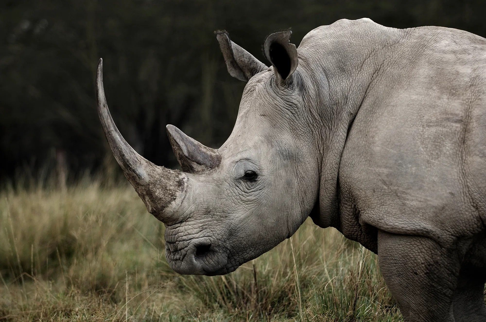 Rhino mania, Unseen glory, Majestic creatures, Nature's legacy, 2000x1330 HD Desktop