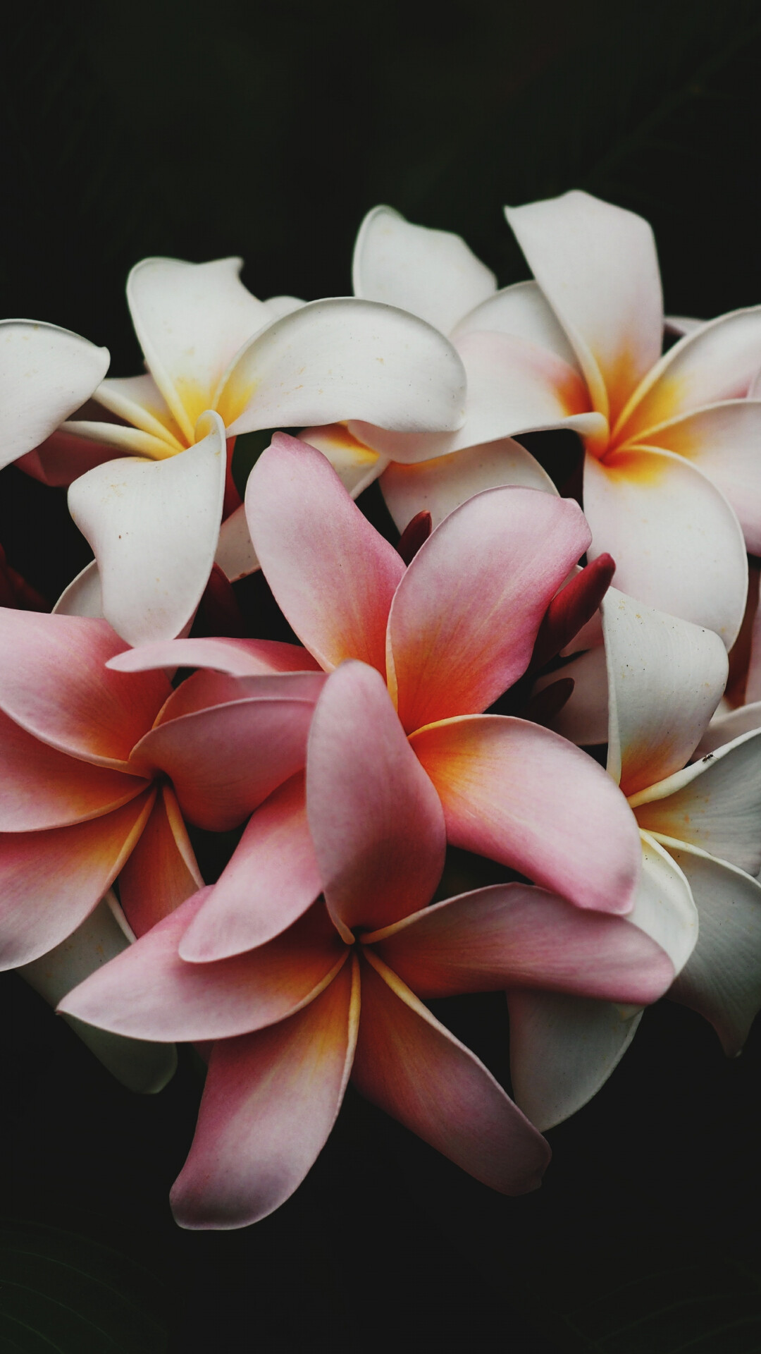 iPhone wallpaper Plumeria flowers, Stunning floral display, Nature's serenade, Blossom enchantment, 1080x1920 Full HD Phone