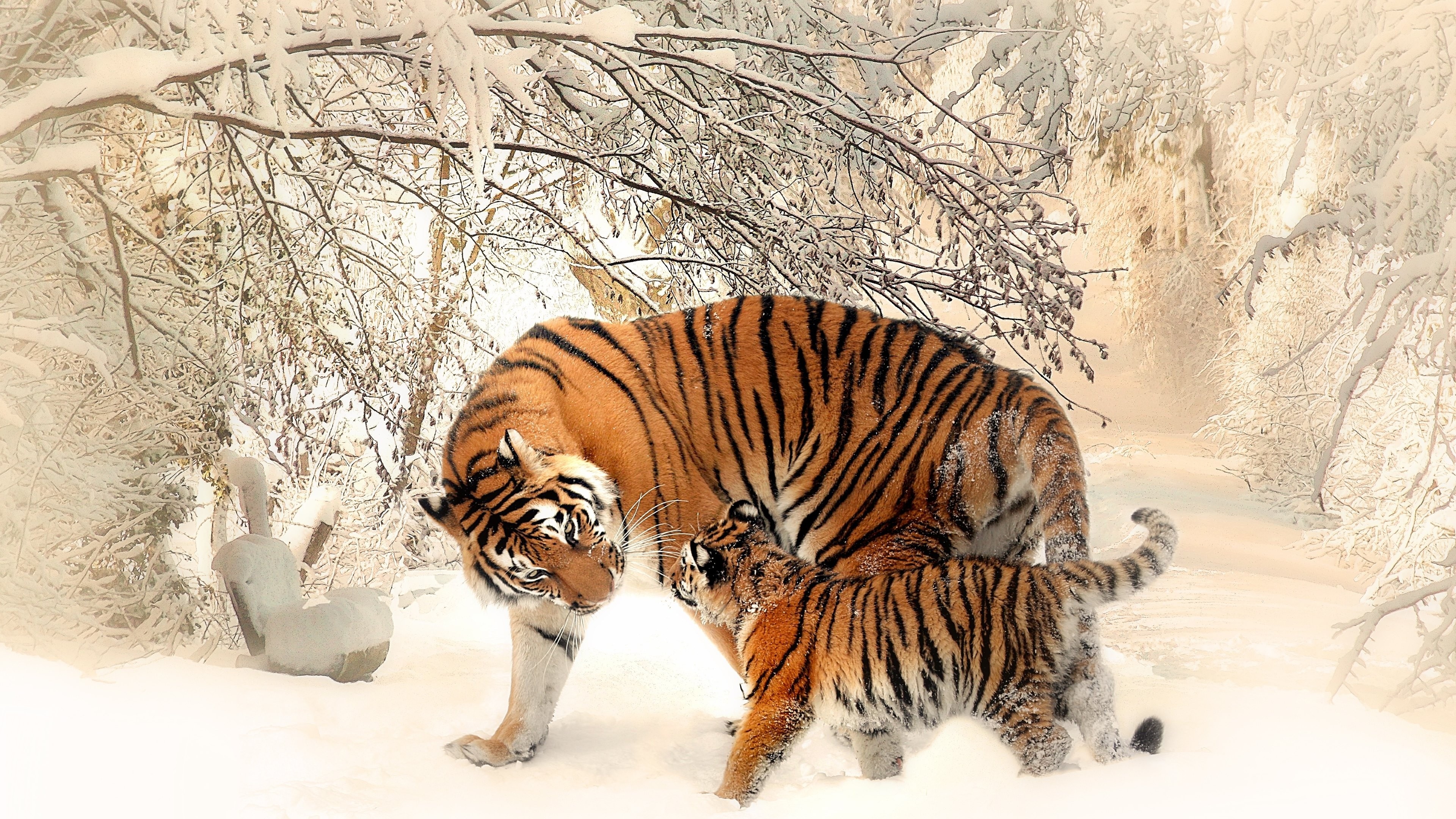 Nature tiger baby, Winter snow, Wildlife photography, Cats mammals, 3840x2160 4K Desktop