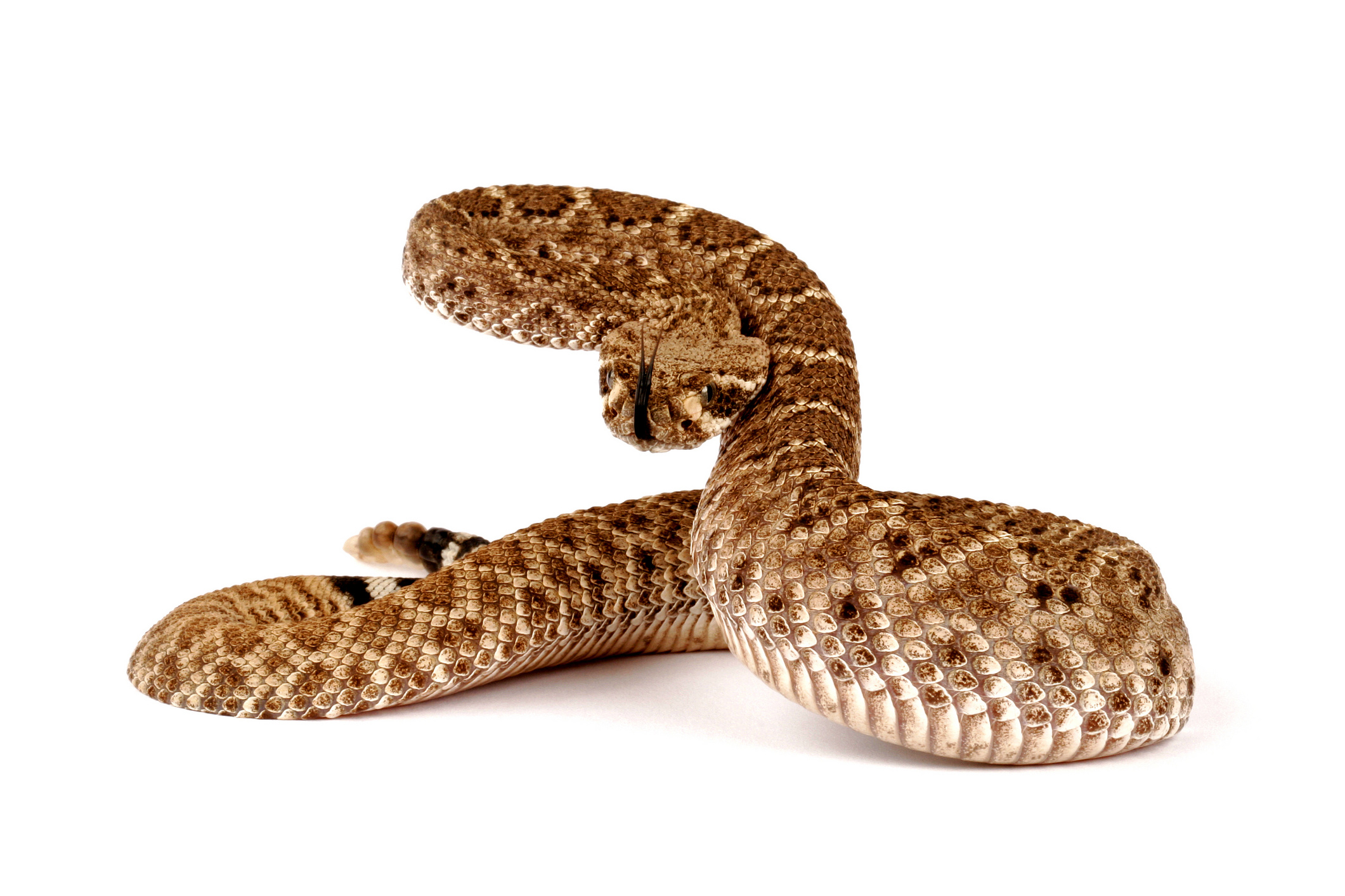 Rattlesnake predator, Reptile wallpaper, Serpent art, HD imagery, 2130x1420 HD Desktop