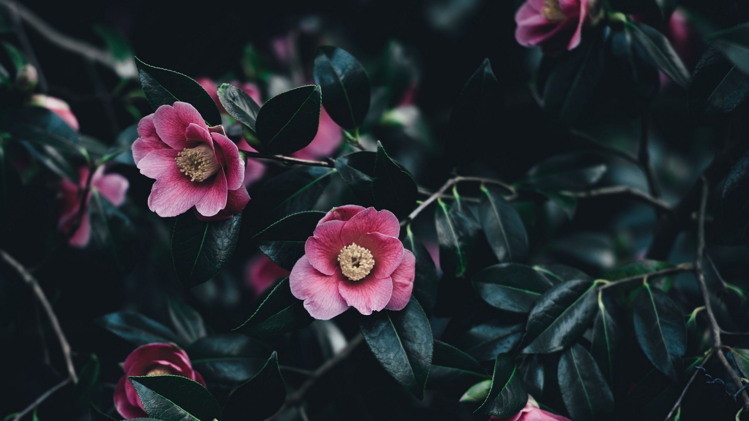 Camellia sasanqua, Floral background, Pink petals, Nature beauty, 2560x1440 HD Desktop