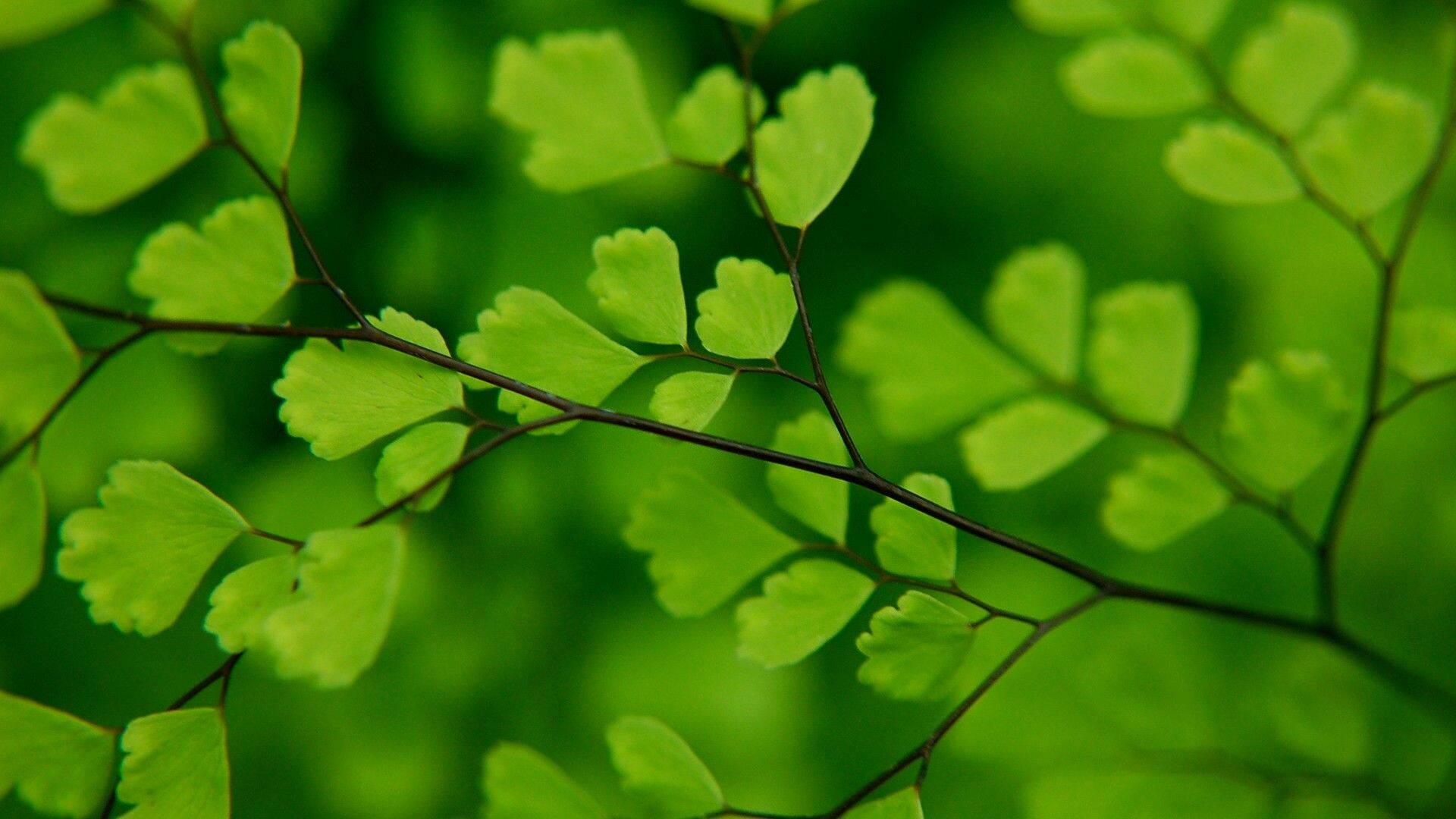 Leaves: A plant organ, Obtaining most of the energy from sunlight via photosynthesis. 1920x1080 Full HD Background.