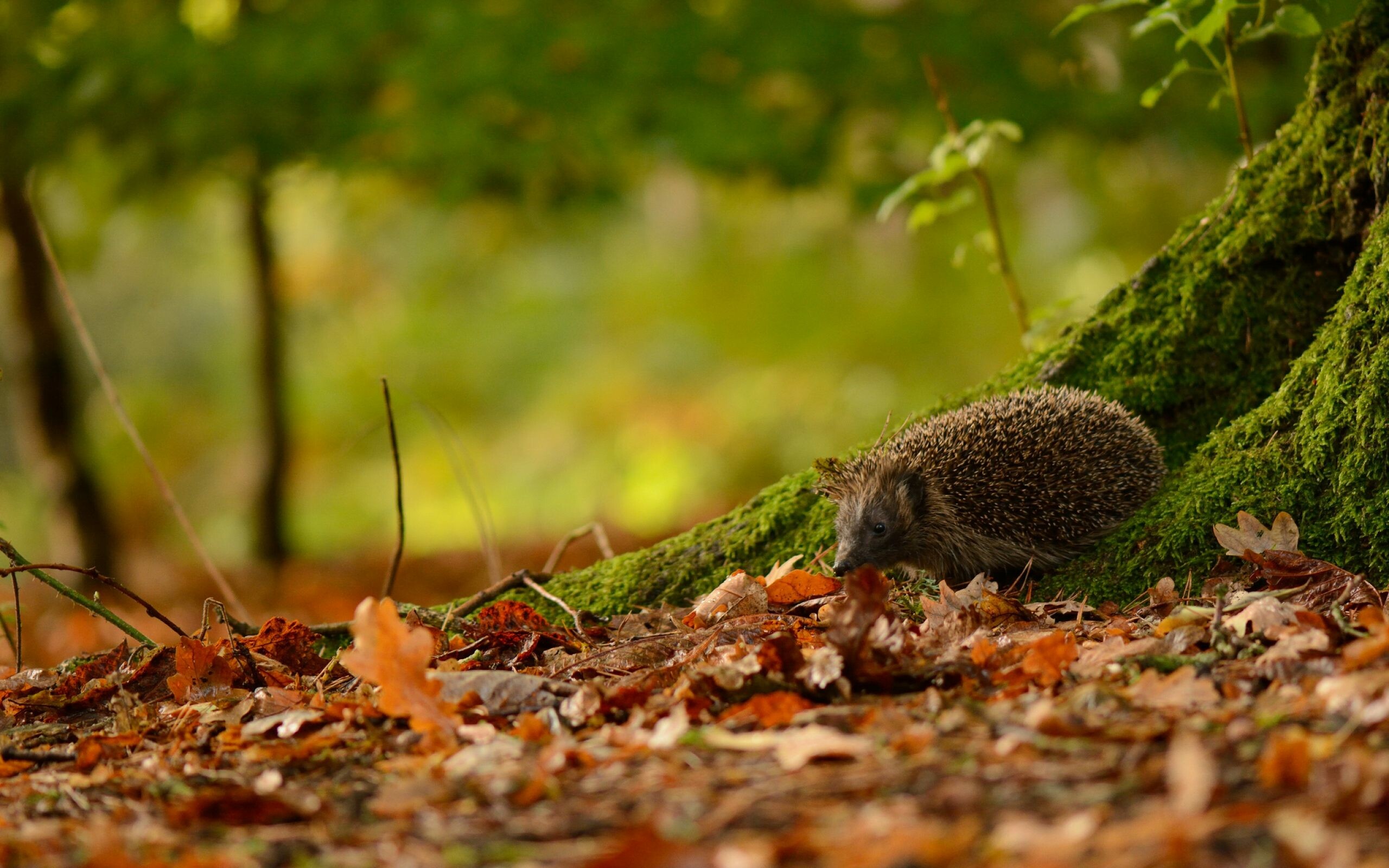 Hedgehog: The hair on its back is a thick layer of spikes known as quills. 2560x1600 HD Wallpaper.