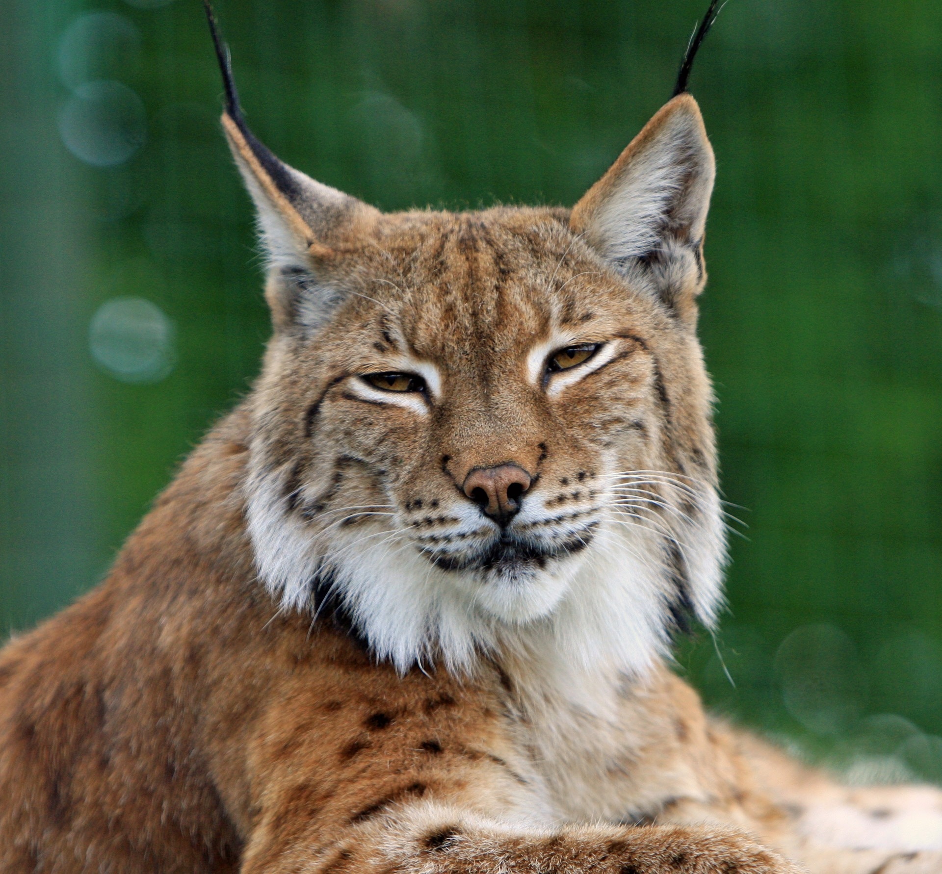 Lynx photos, Stunning captures, Free download, Mesmerizing wildlife, 1920x1790 HD Desktop