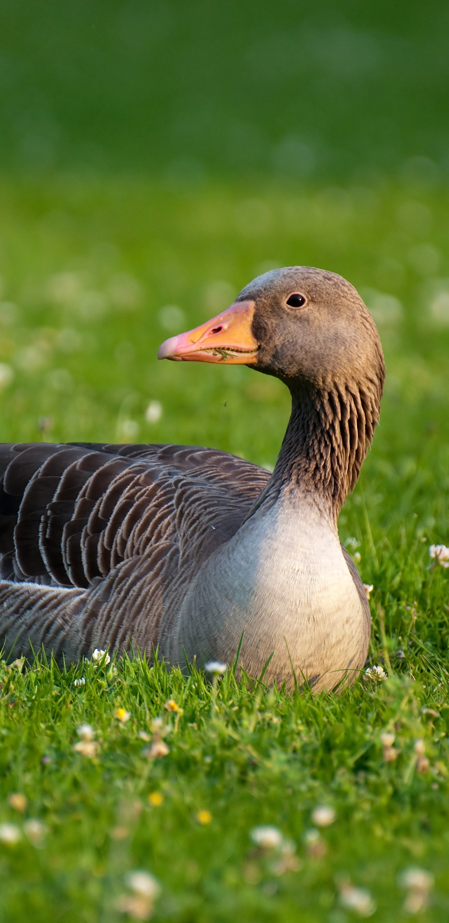 Animal goose, Wildlife photography, Bird species, Nature's beauty, 1440x2960 HD Handy