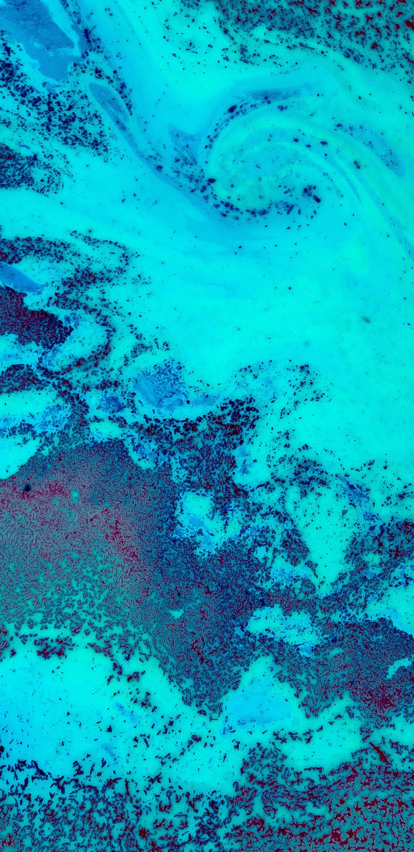 Coral Reef: Platform reefs can be found within atolls, There they are called patch reefs and may reach only a few dozen meters in diameter. 1440x2960 HD Background.