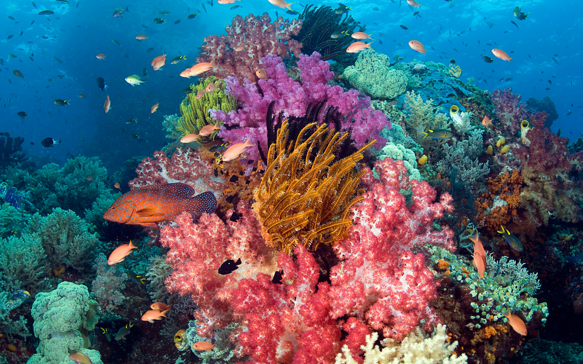 Coral reef live wallpaper, Tropical beauty, Exotic marine life, Colorful corals, 1920x1200 HD Desktop