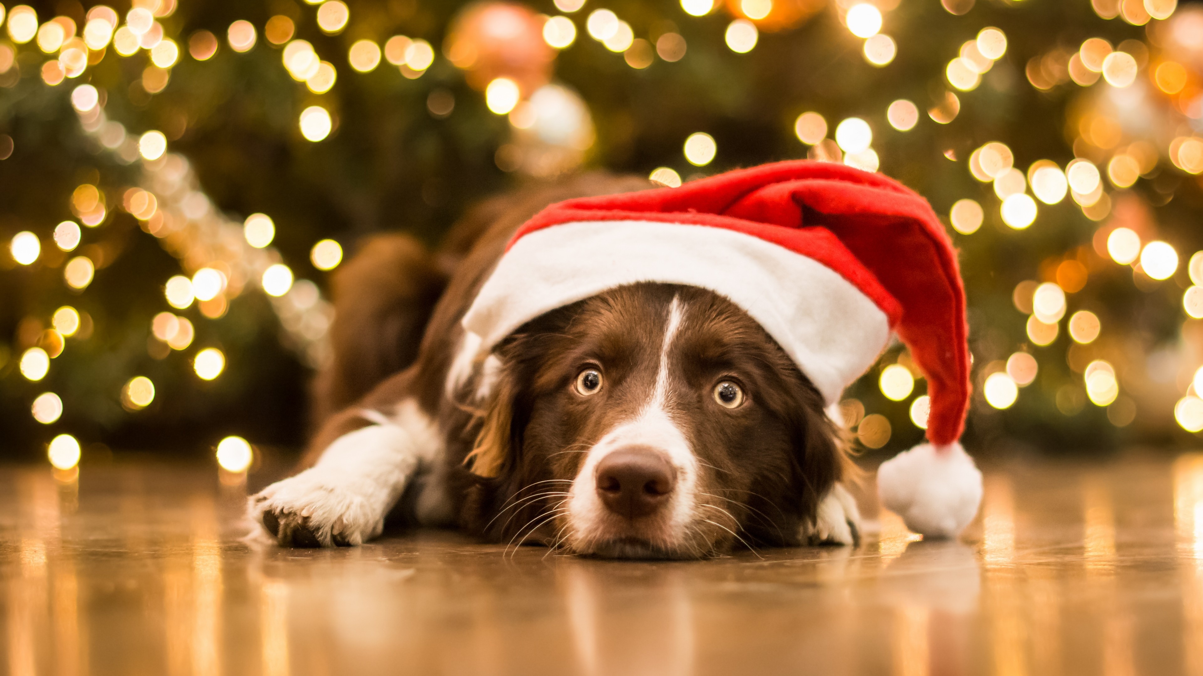 Christmas dog, Cute animals, Holidays, 5K wallpaper, 3840x2160 4K Desktop