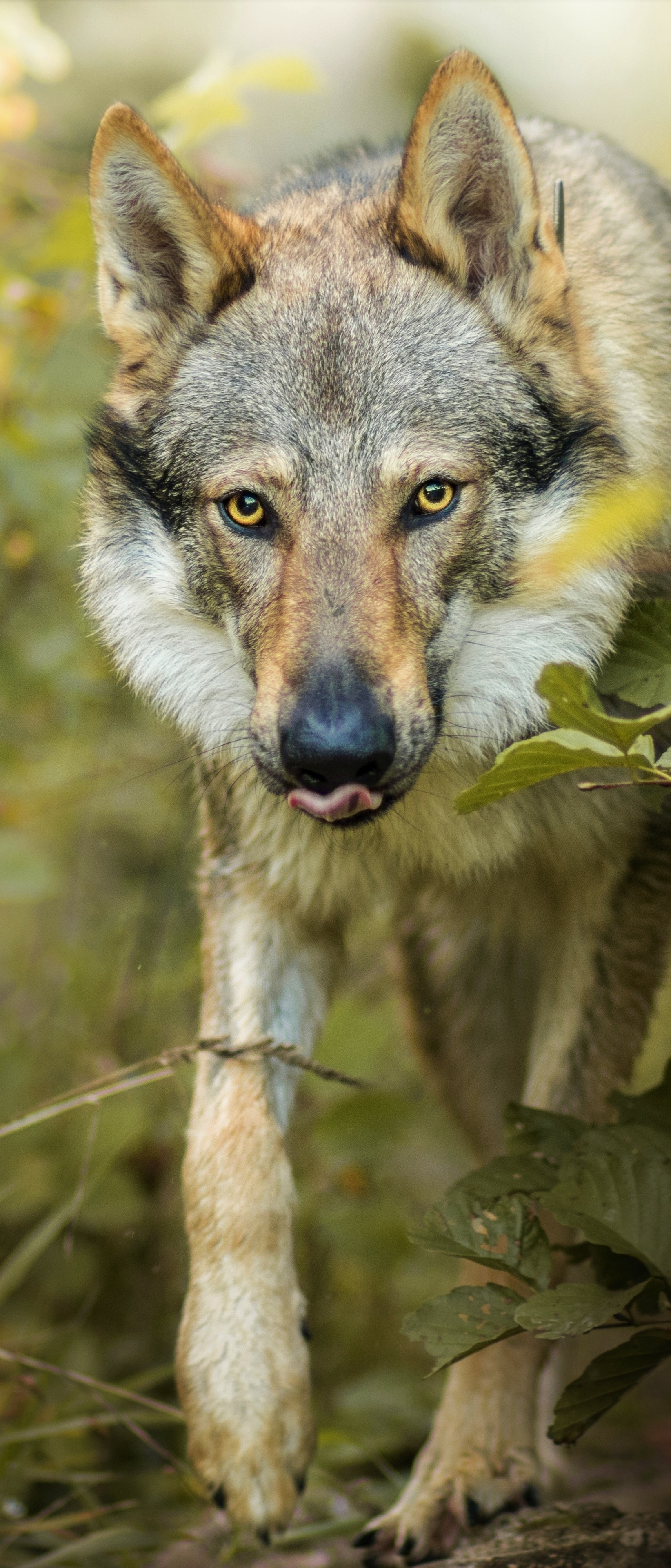 Gray Wolf: Pack behavior, Wolves's communication: vocalizations, body postures, scent, touch, and taste. 1650x3840 HD Background.