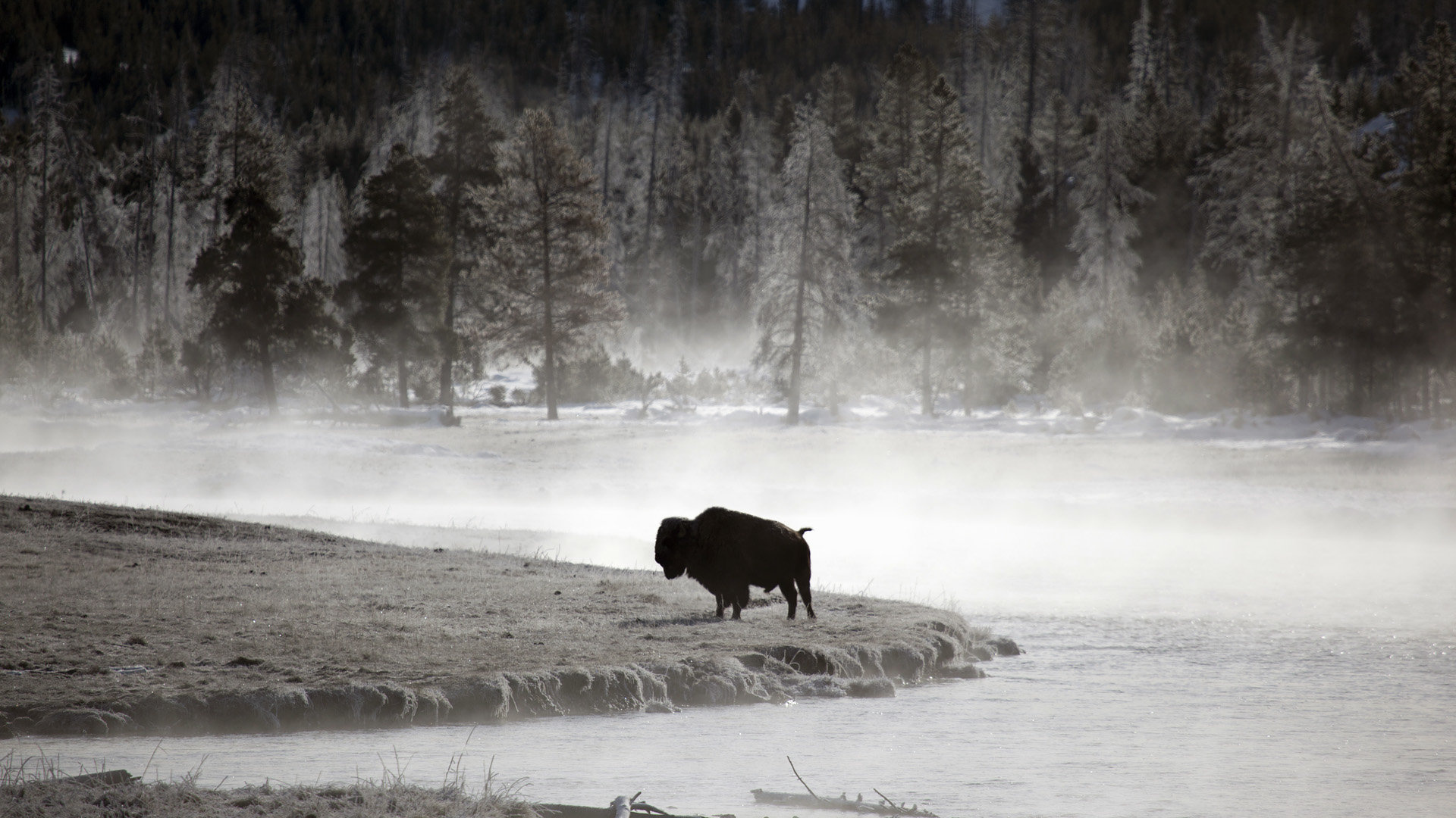 Buffalo portraits, High-definition bison wallpapers, Stunning buffalo backgrounds, 4K buffalo images, 1920x1080 Full HD Desktop