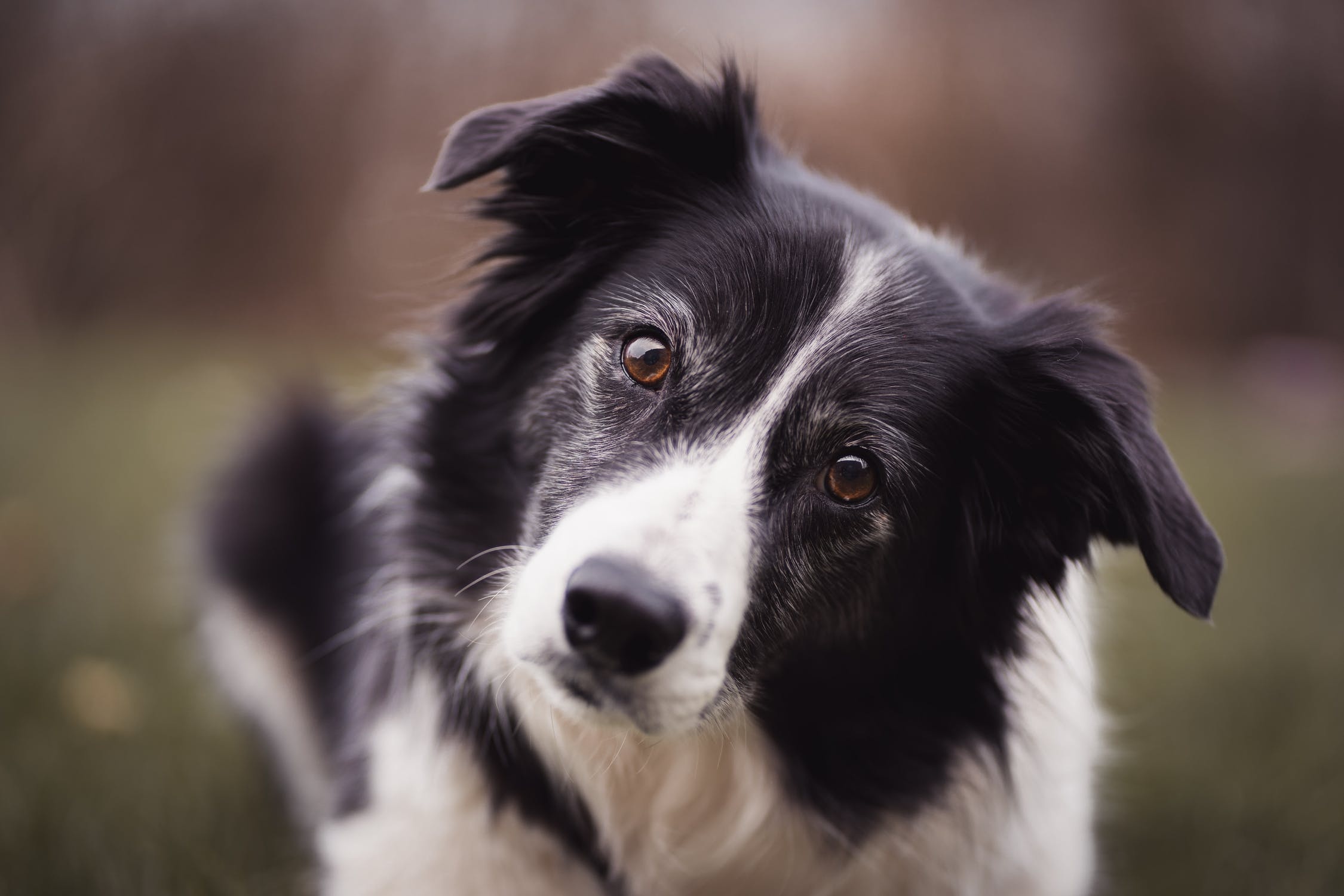 Border Collie facts, Intelligent dog breed, Eager learner, Athletic agility, 2250x1500 HD Desktop