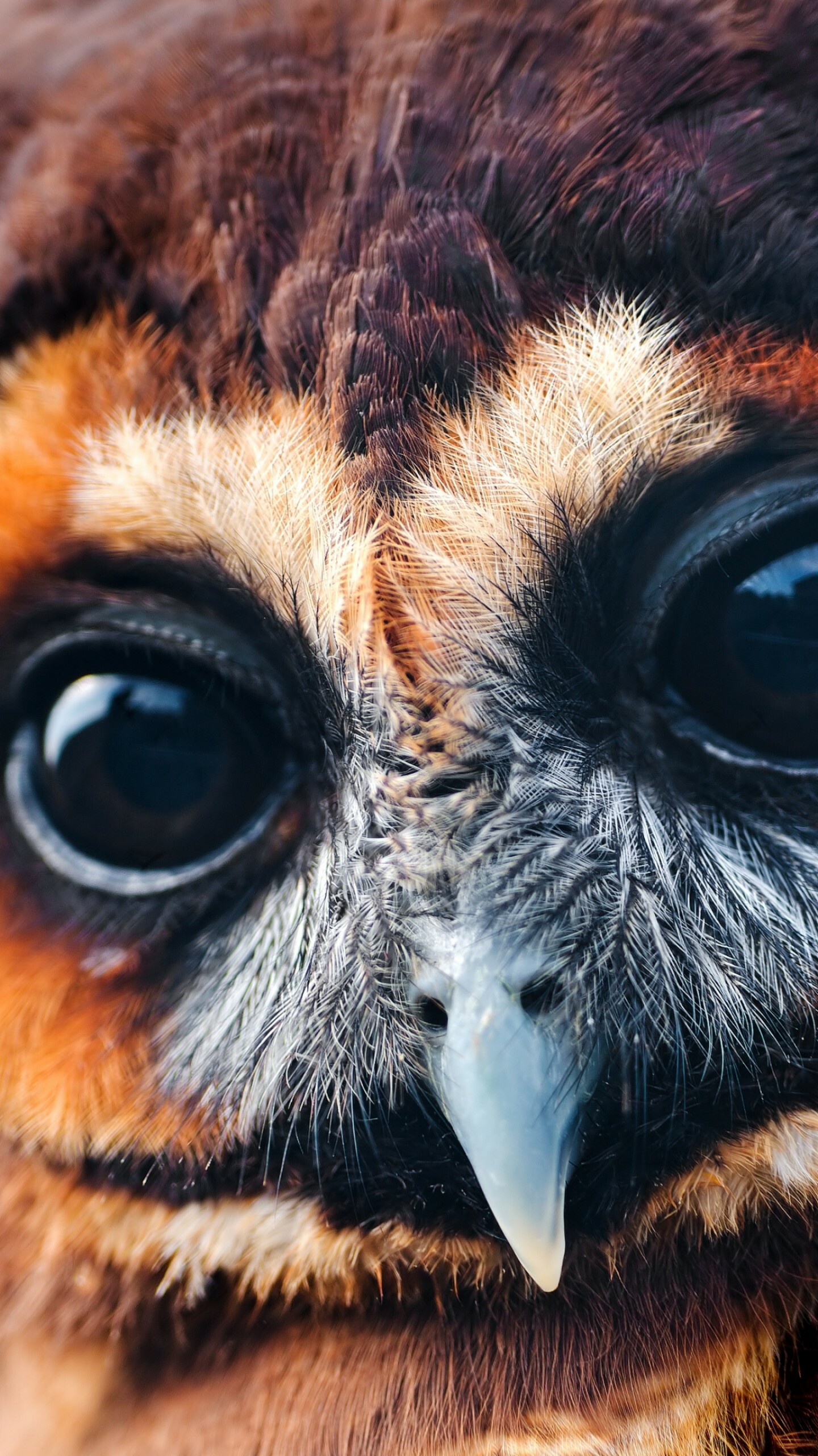 National Geographic: Owl, Wild animals, The natural world, Biology, Living organisms. 1440x2560 HD Wallpaper.