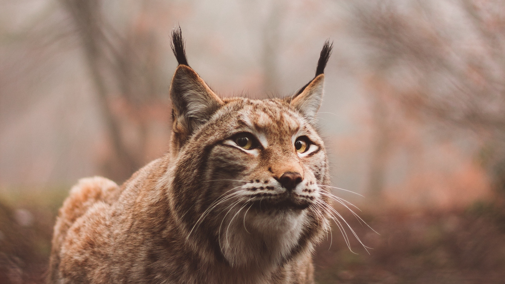 Eurasian lynx, Stealthy hunter, Dense vegetation, Wildlife encounter, 1920x1080 Full HD Desktop