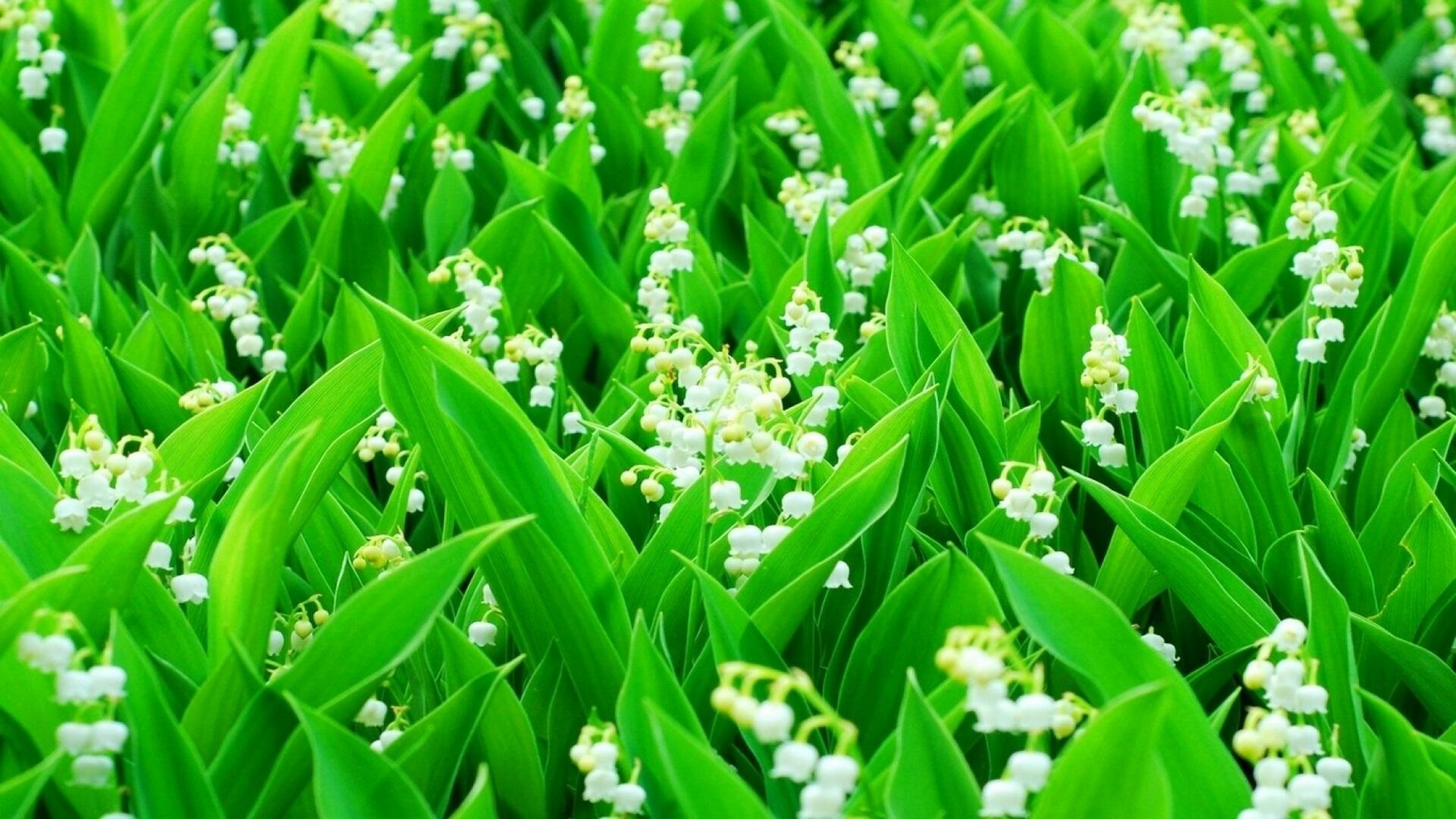 Lily of the Valley: Convallaria, Rhizomatous perennials with elliptic to narrowly ovate leaves and arching racemes of small, highly fragrant, bell-shaped flowers followed by red berries. 1920x1080 Full HD Background.