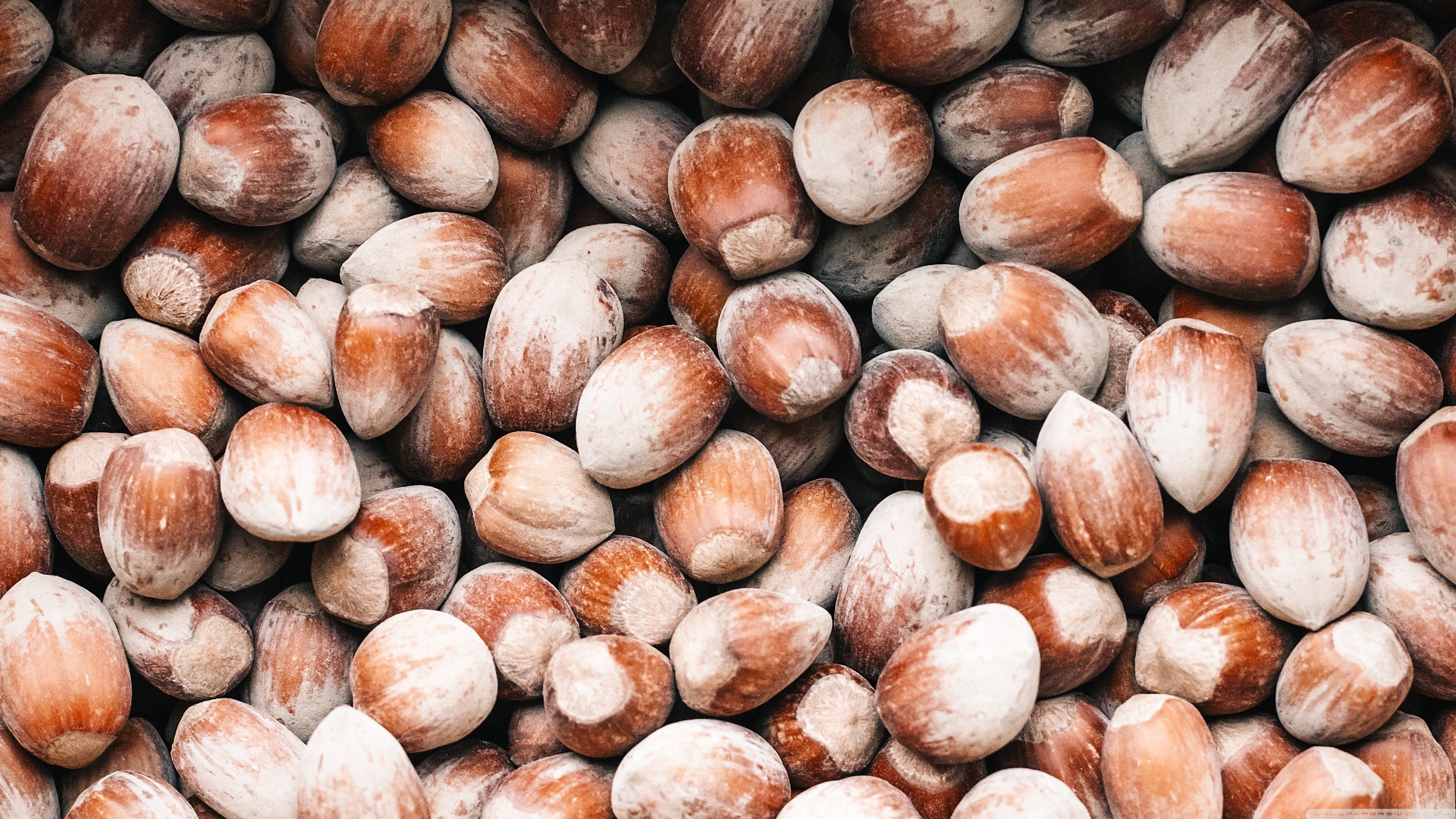 Nuts: Corylus avellana, Known as cobnuts or filberts. 3840x2160 4K Background.