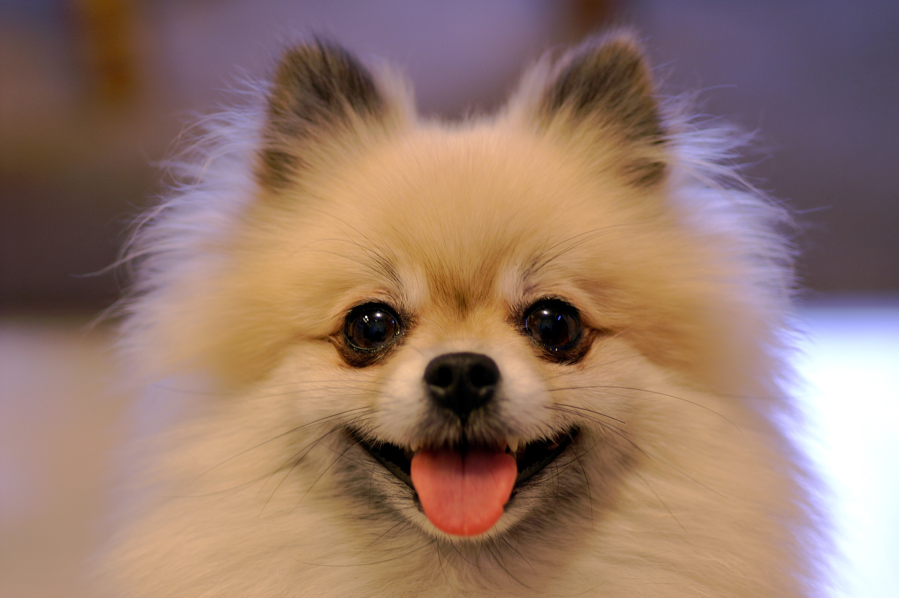 Pomeranian: A breed of dog that is named for the Pomerania region in north-west Poland. 3010x2000 HD Background.
