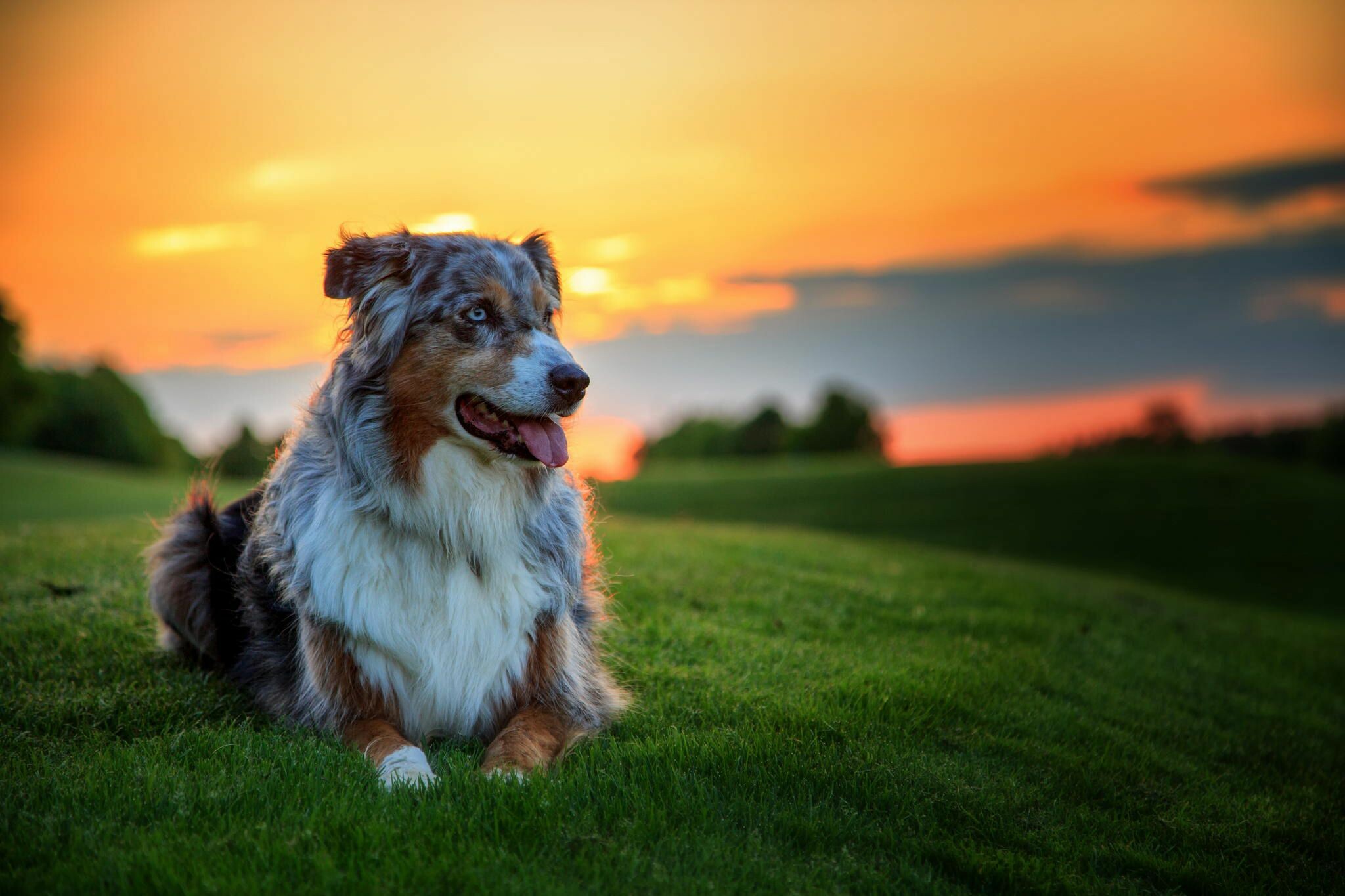 Dog: Canine, One of the first domesticated animals. 2050x1370 HD Background.