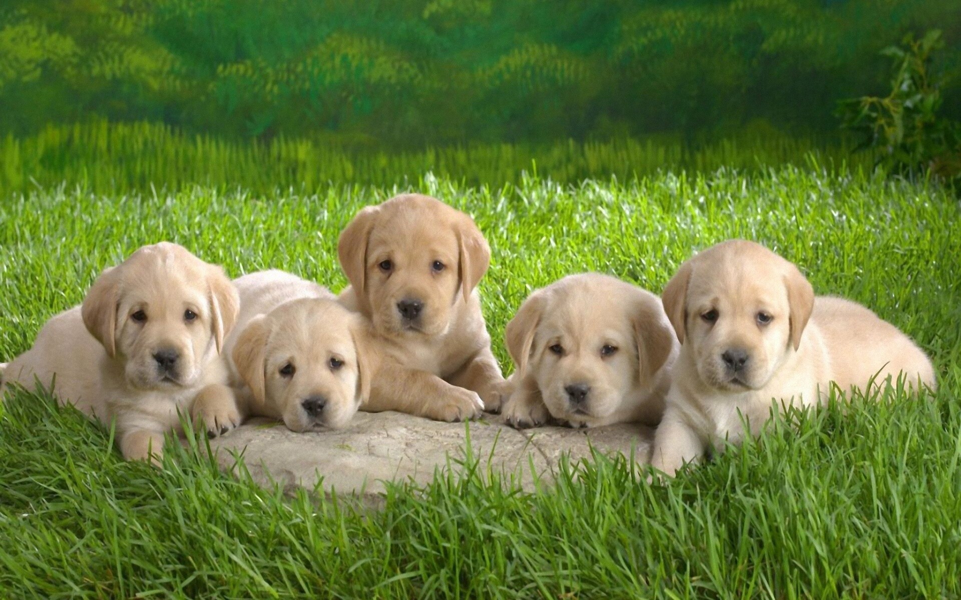 Puppy: Labrador Retriever, Bred as a sporting and hunting dog but is widely kept as a companion dog. 1920x1200 HD Background.