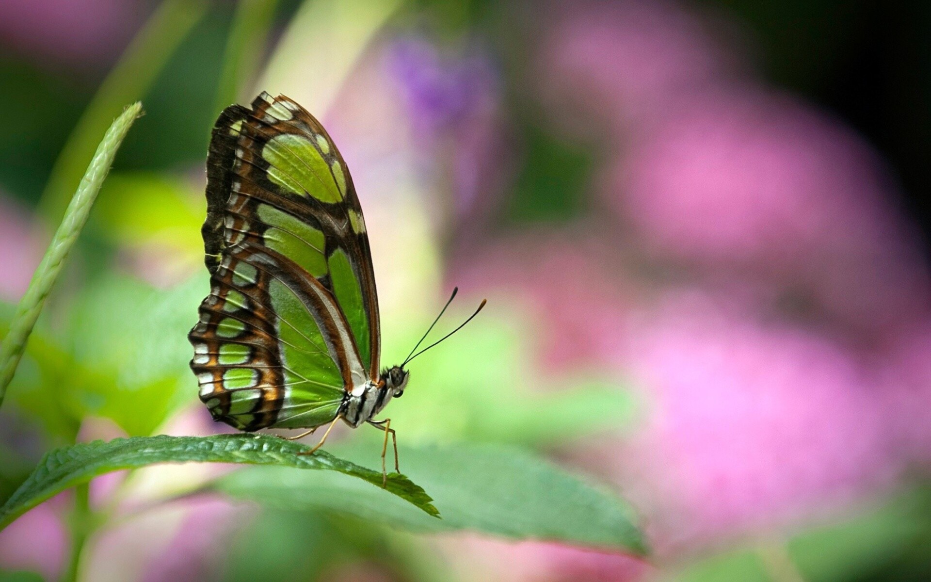 Butterfly: Adult butterflies consume only liquids, ingested through the proboscis. 1920x1200 HD Wallpaper.