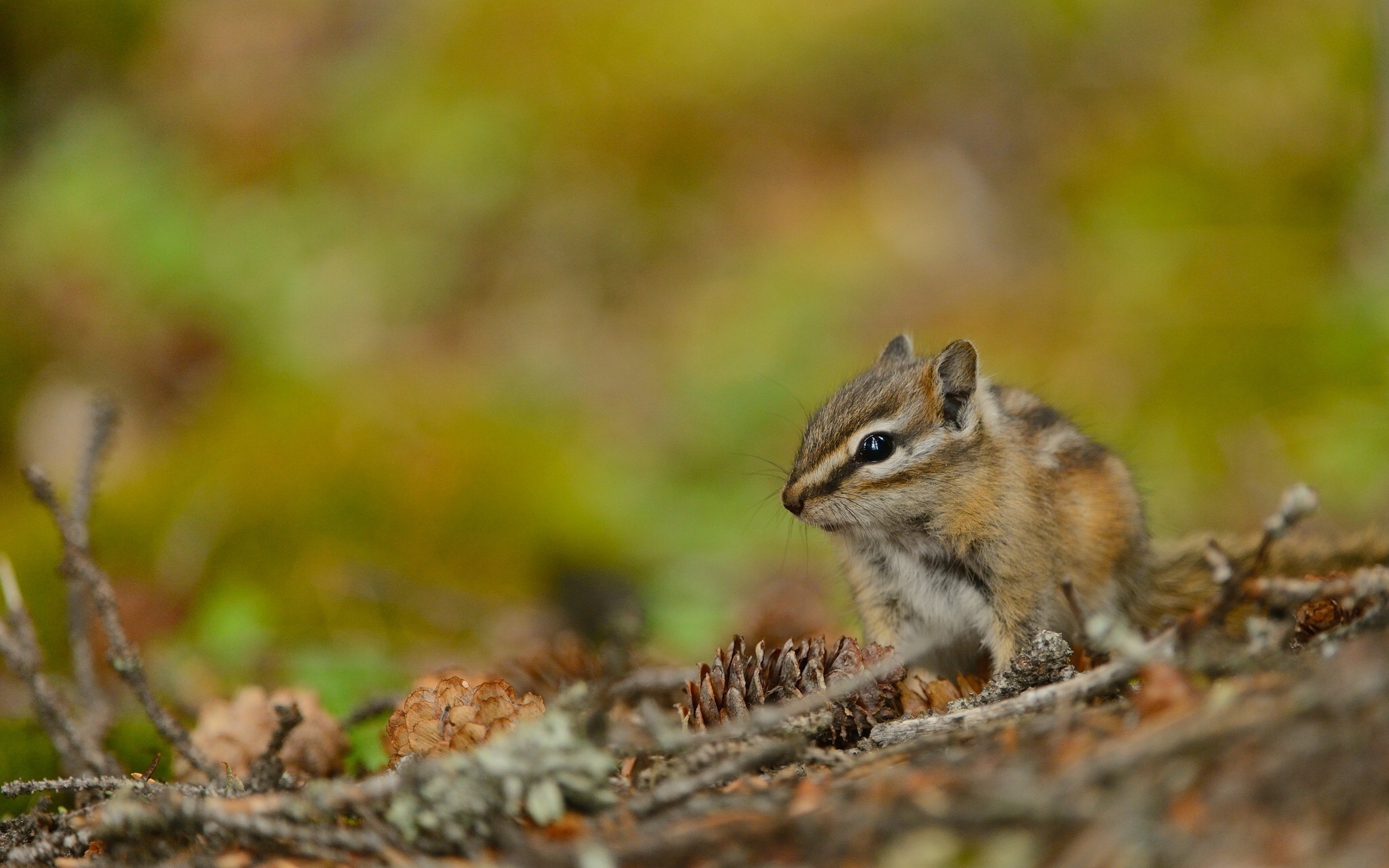 Chipmunk: Characterized by striped back and sides and their pointy nose. 2050x1290 HD Background.