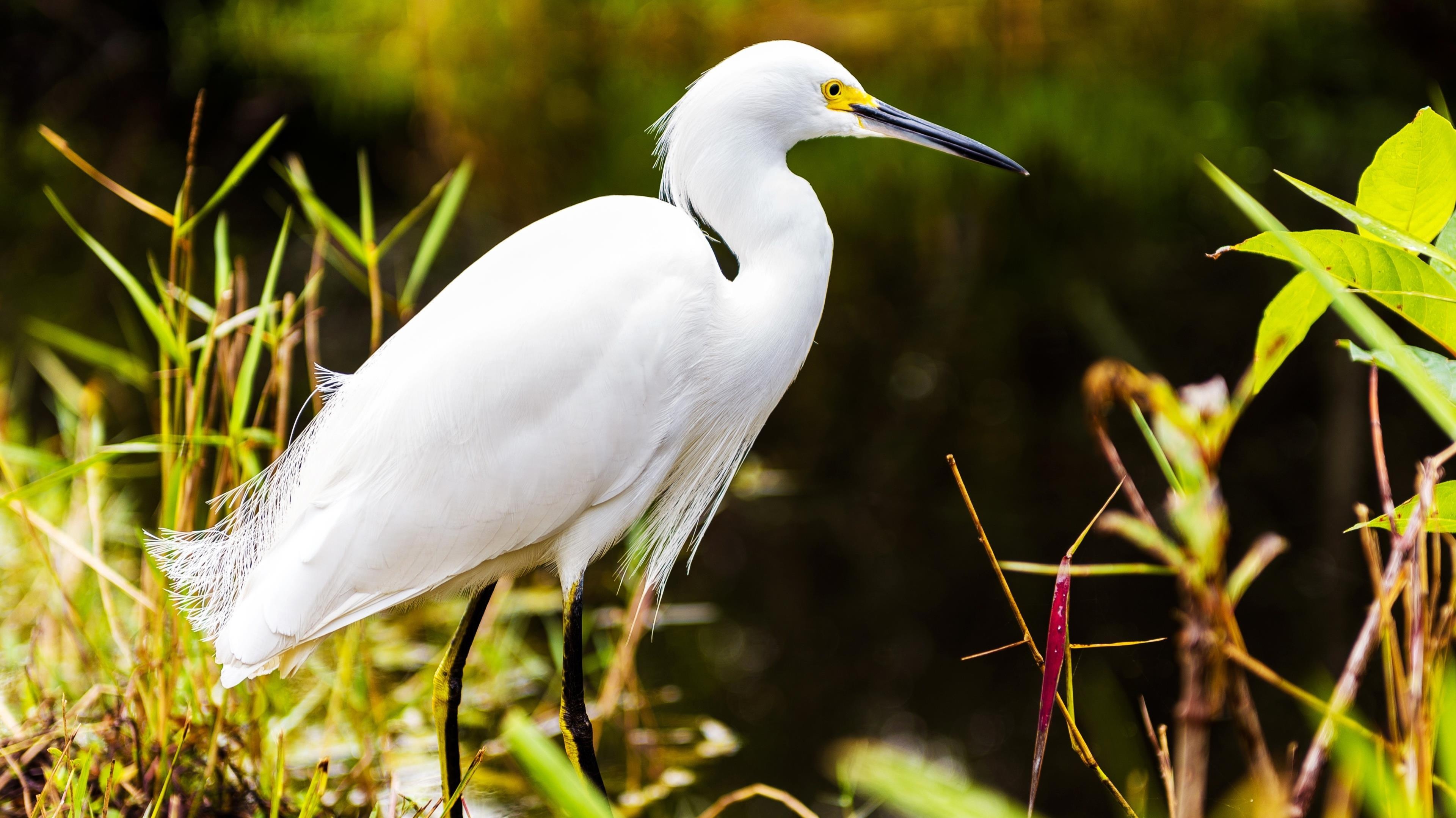 Graceful heron, Majestic bird, Tropical jungle, Wildlife photography, 3840x2160 4K Desktop