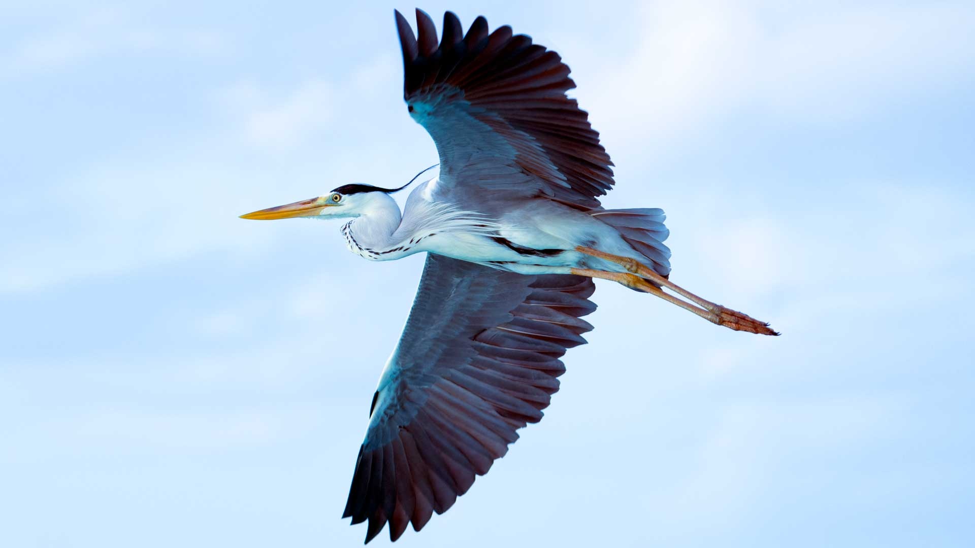 Heron, Majestic bird, Nature photography, Wetland sanctuary, 1920x1080 Full HD Desktop