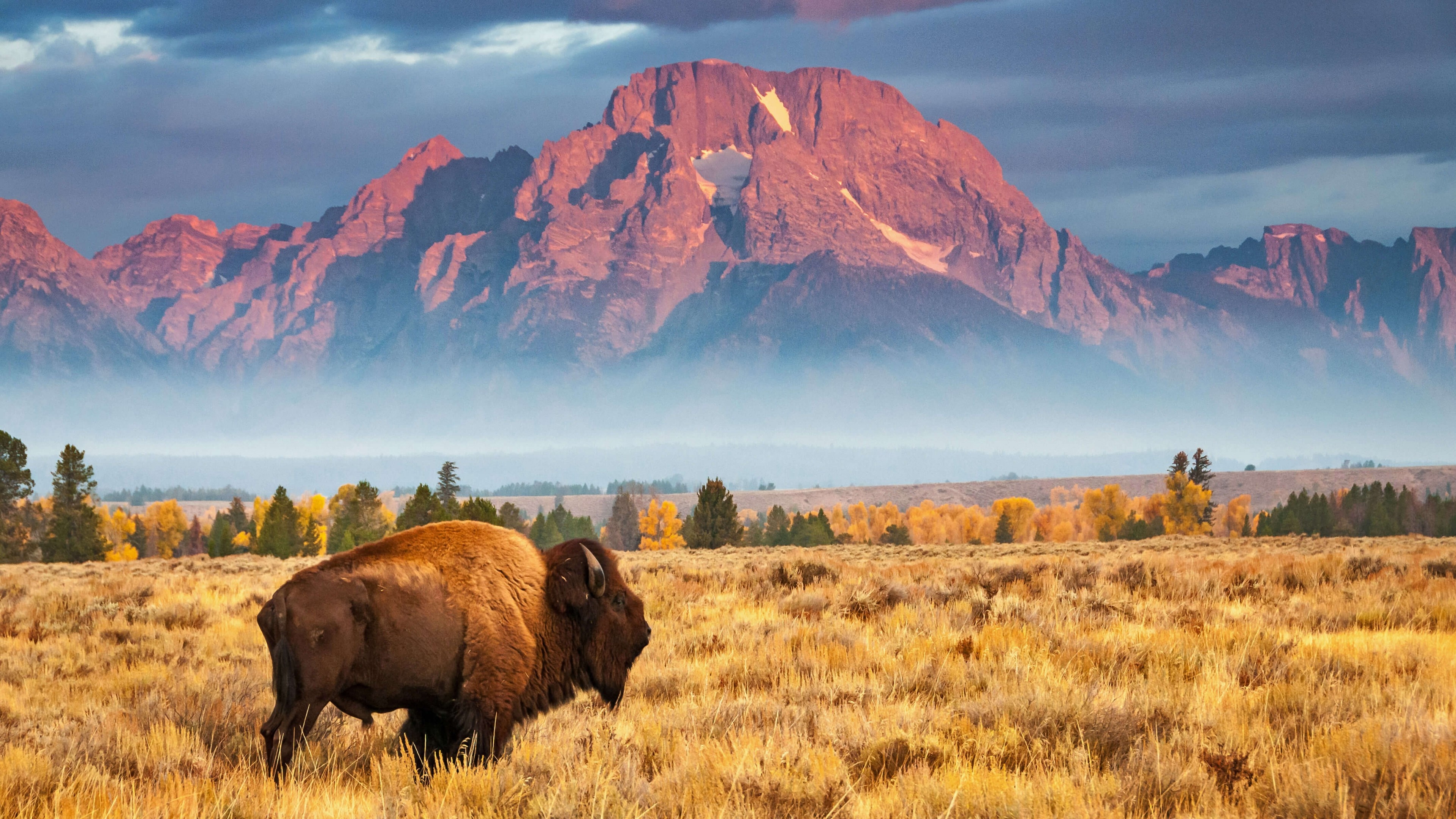 Bison wallpaper, Grand Teton National Park, Wyoming, Bing Microsoft 4K, 3840x2160 4K Desktop