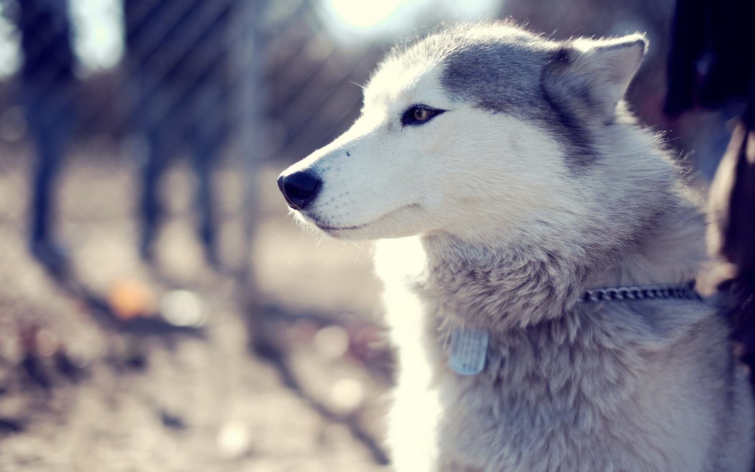 Husky in snow, Winter wallpaper, Arctic dog, Wallpaperhere, 2560x1600 HD Desktop