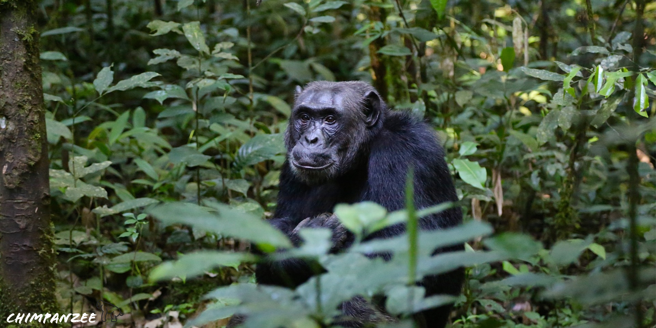 Uganda travels, Chimpanzee monkey, Eye-catching XFCE desktop, Beautiful, 2560x1280 Dual Screen Desktop