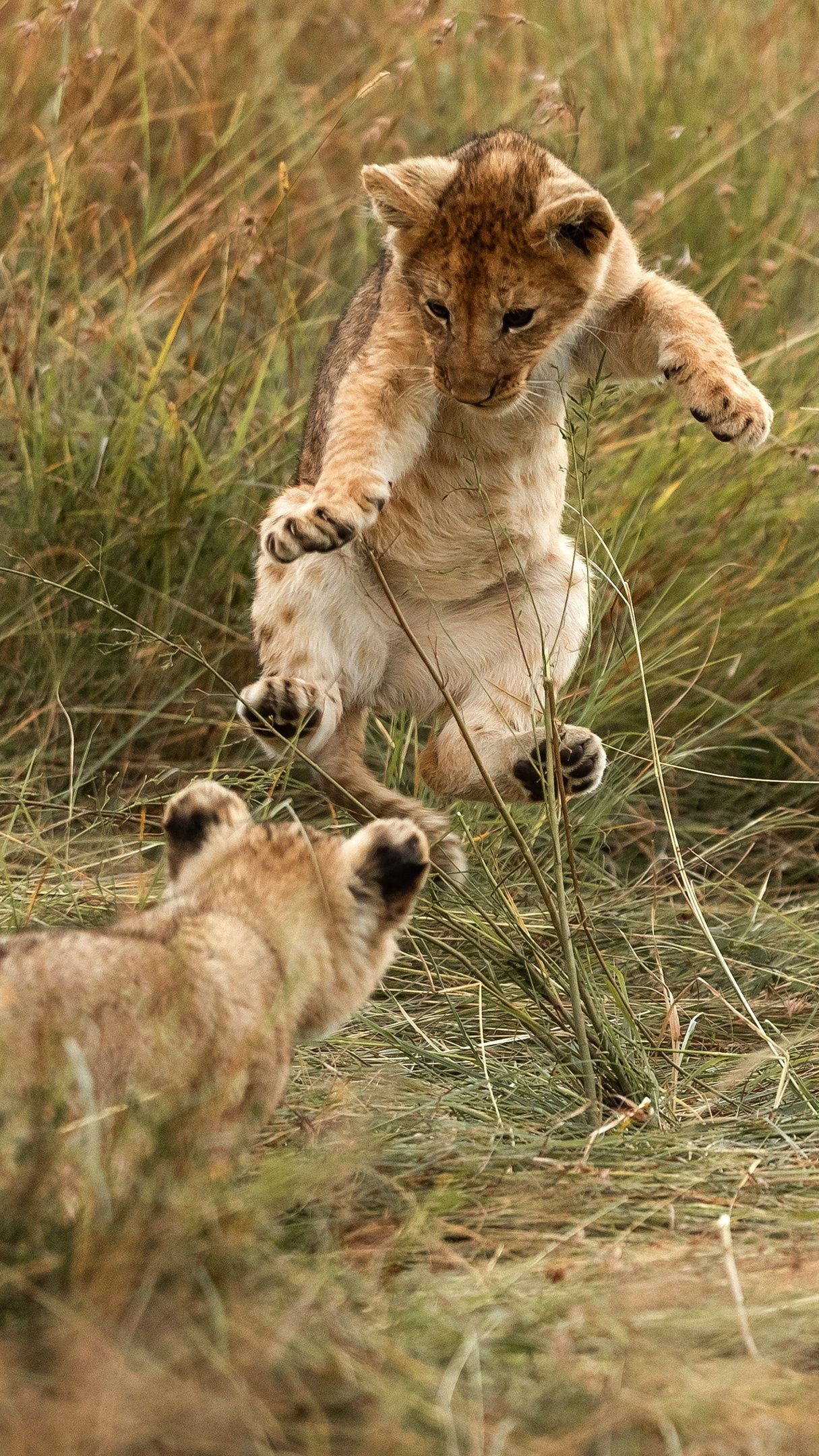 Lion cubs splendor, Roaring admiration, Backiee's wonder, Wildlife beauty, 1220x2160 HD Phone