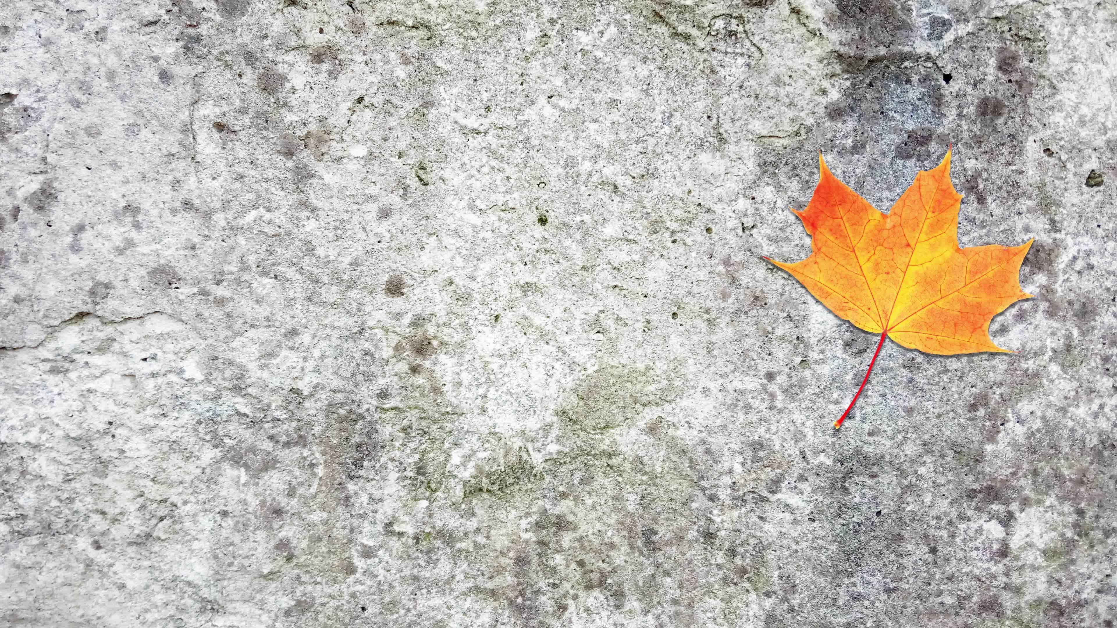 Autumn foliage, Concrete surface, Falling leaf, Stock video, 3840x2160 4K Desktop