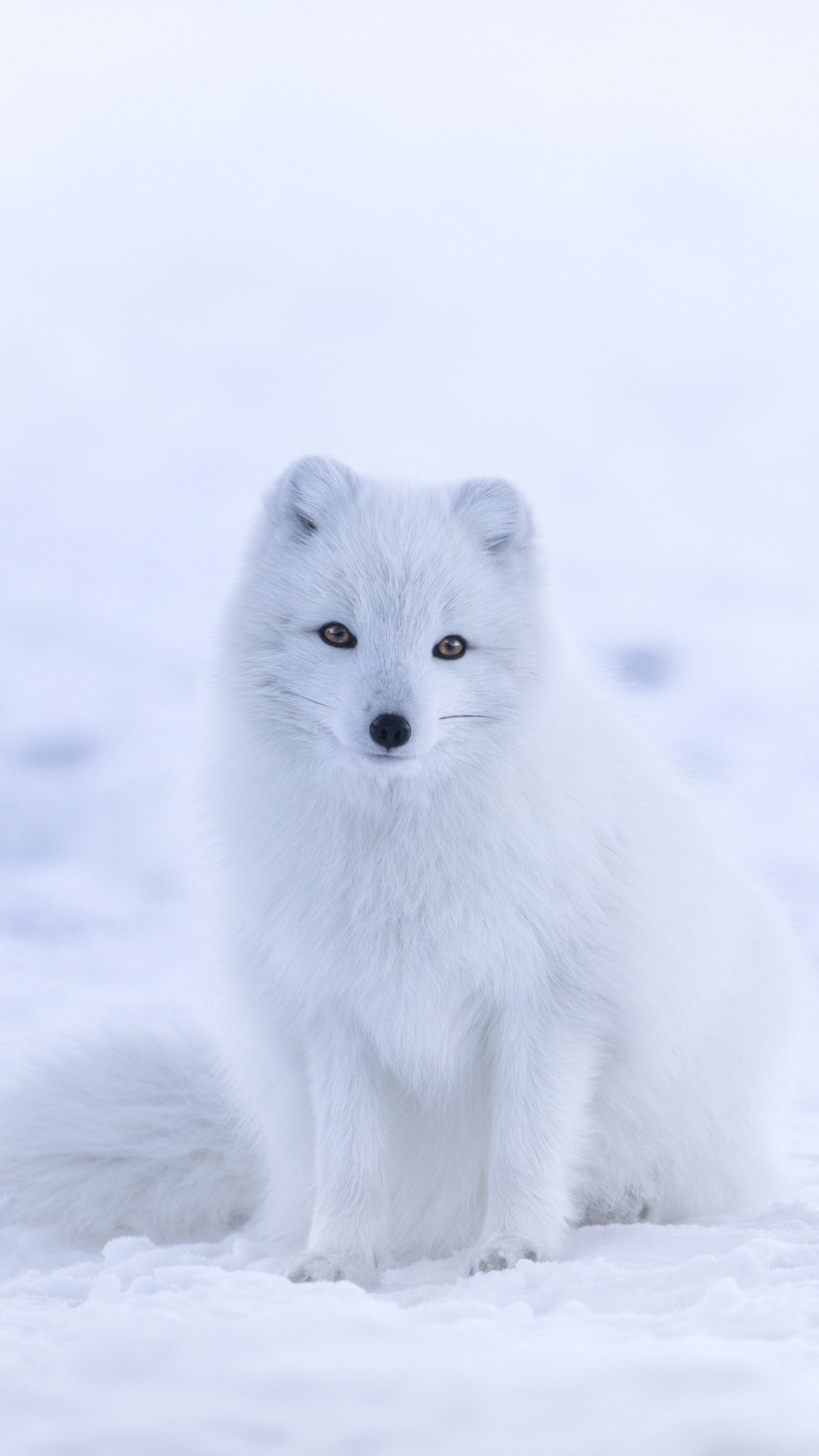 Arctic travels, Winter fox, Top free, Winter fox backgrounds, 2160x3840 4K Phone
