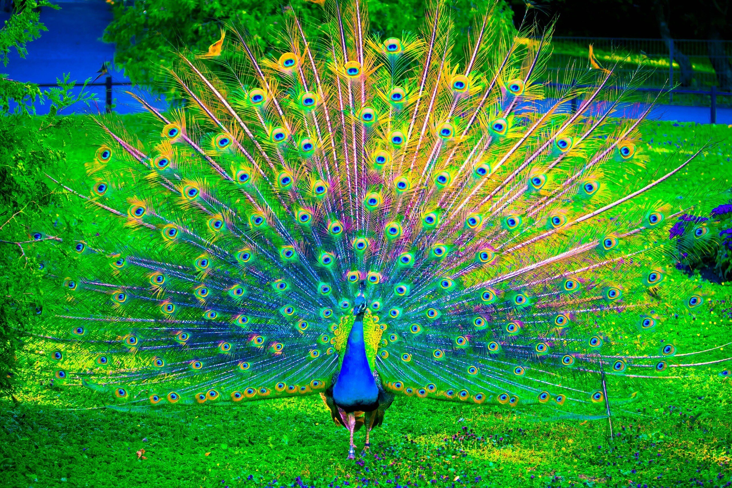 Peacock: Female peafowl are referred to as peahens. 2560x1710 HD Background.