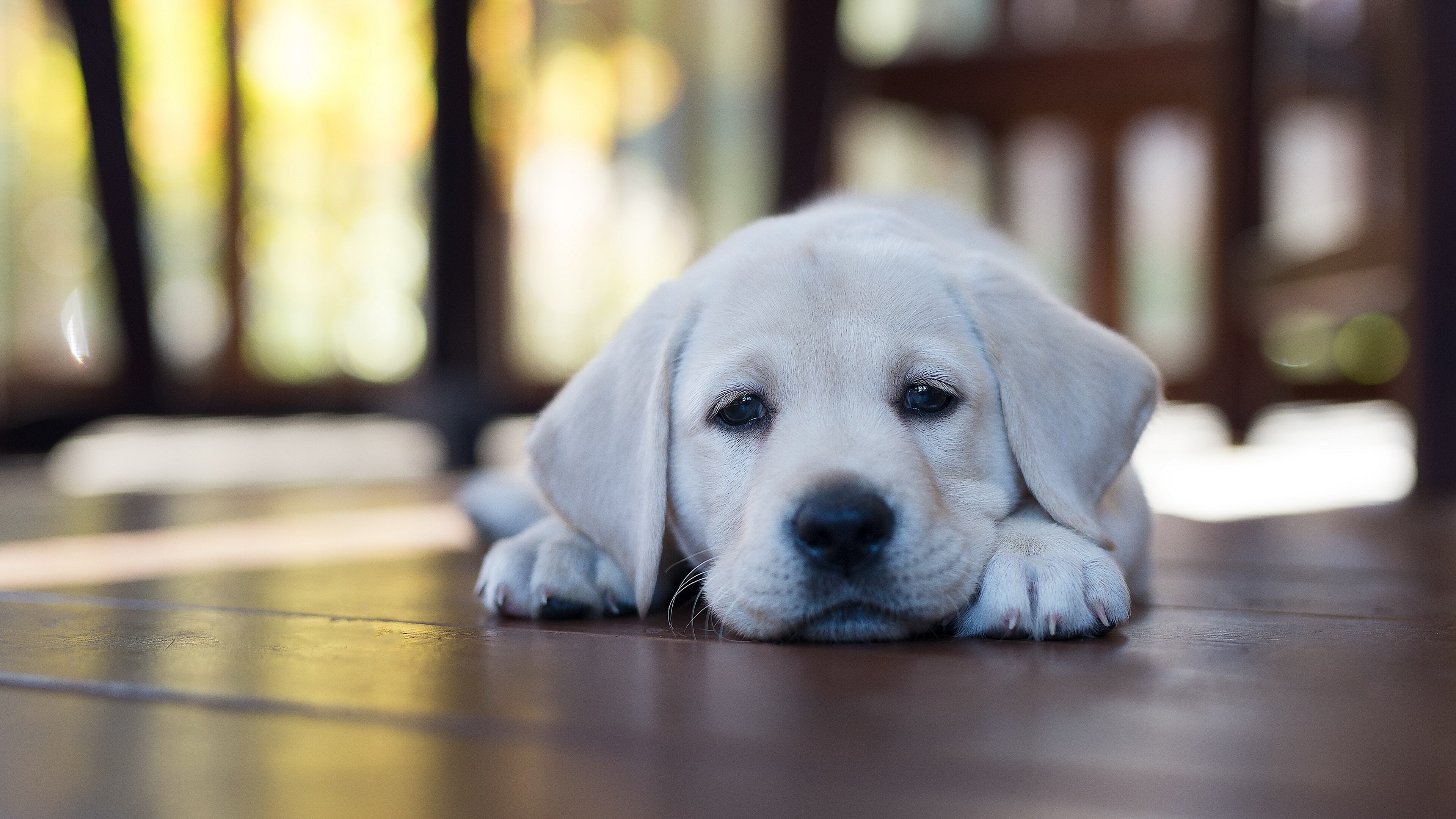 Labrador: It was developed in the United Kingdom from fishing dogs imported from the colony of Newfoundland and was named after the region of that colony, Pet. 3840x2160 4K Wallpaper.