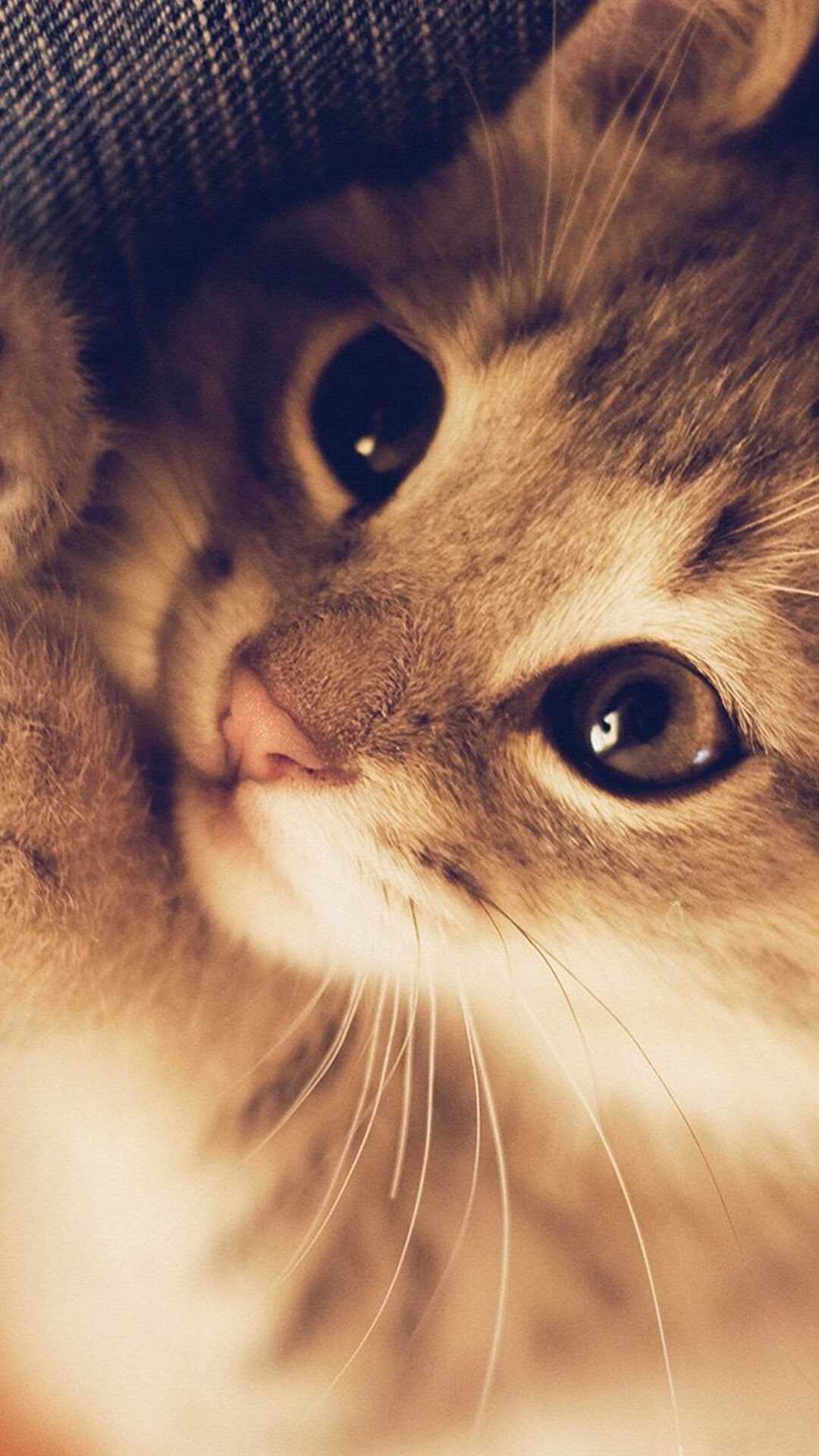 Kitten: Felis catus, Baby cat, Whickers. 1080x1920 Full HD Wallpaper.