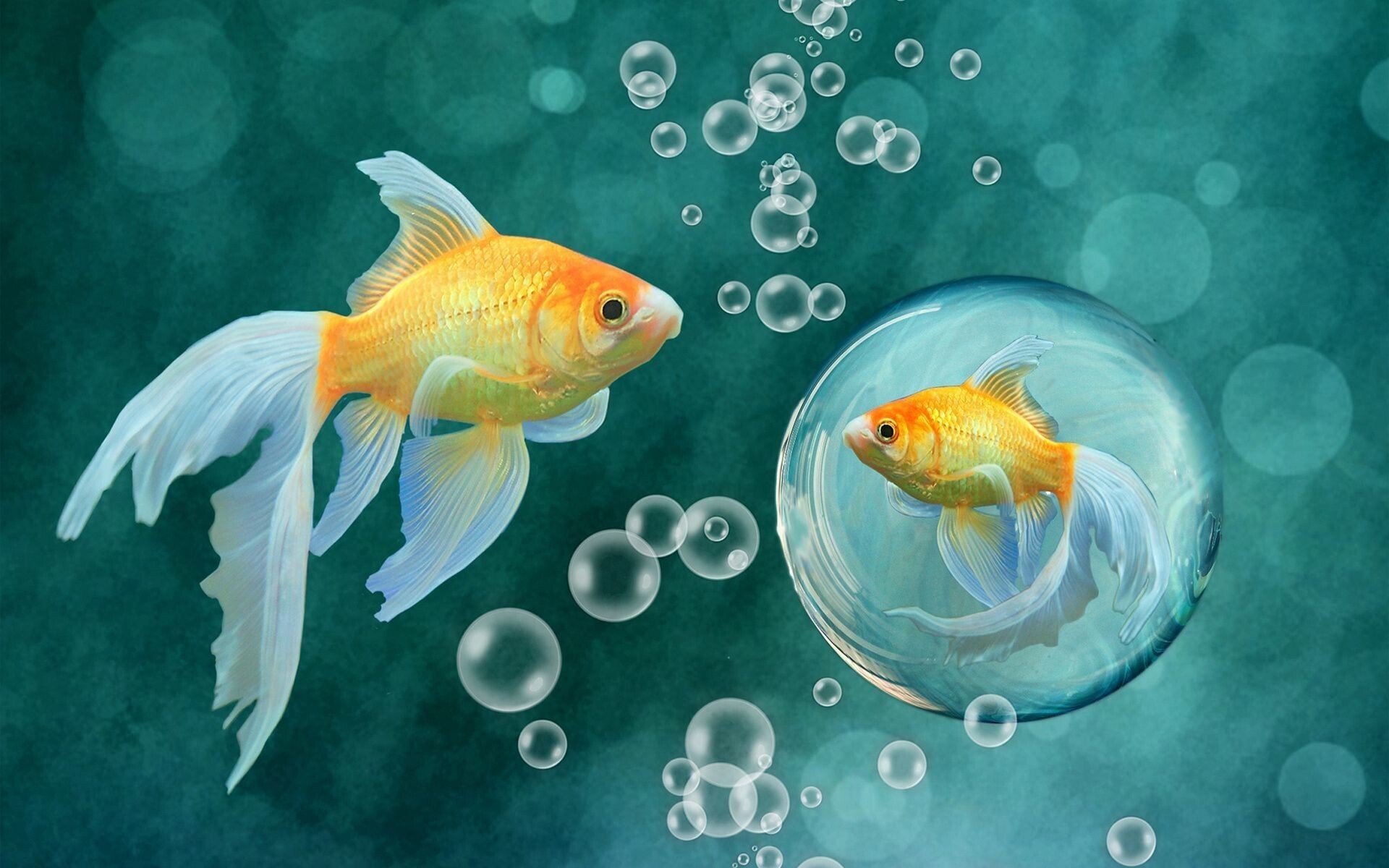 Gold Fish: Art, Koi, Aquarium, An attractively aquascaped tank, Peaceful community fish. 1920x1200 HD Wallpaper.
