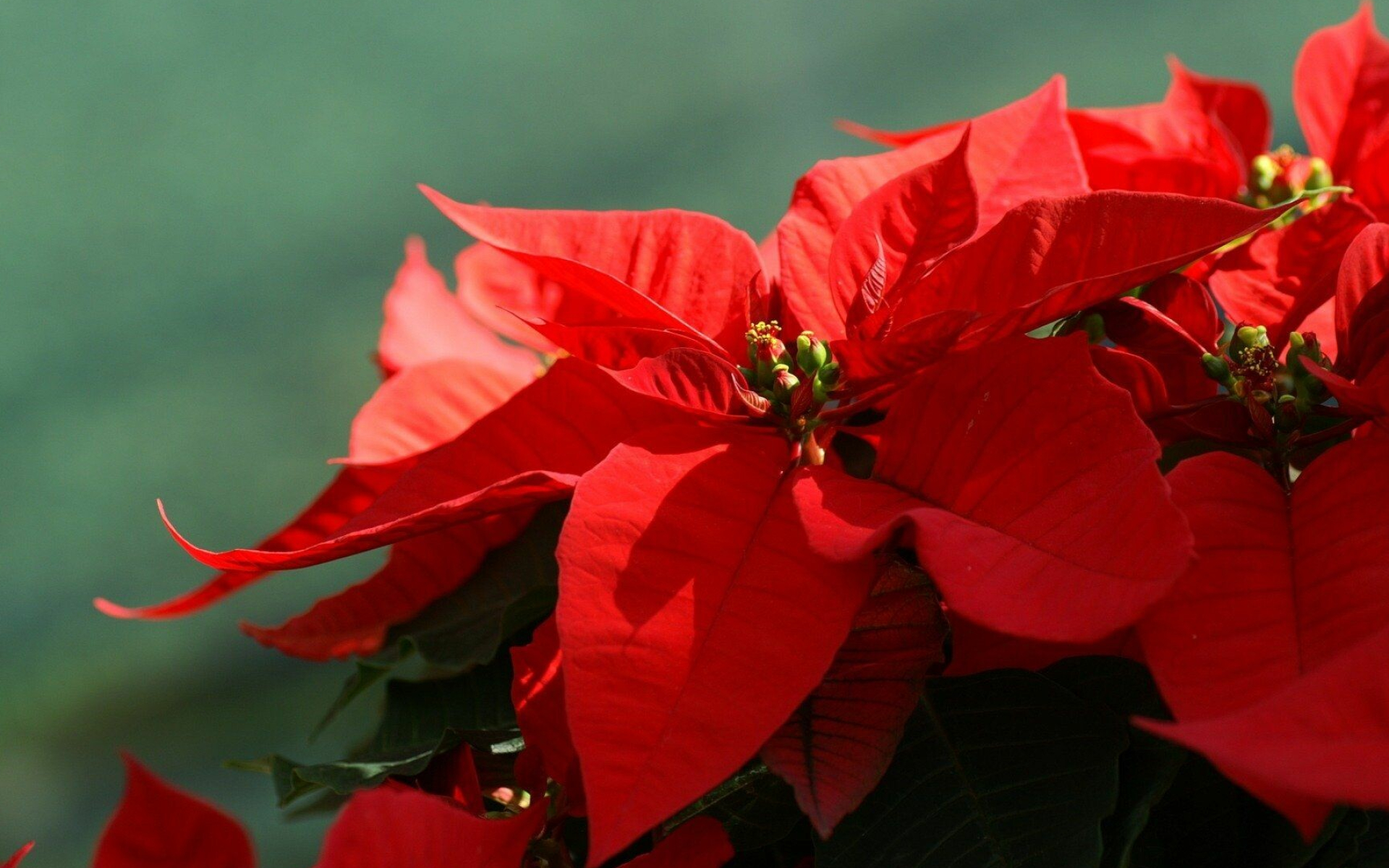 Poinsettia: A well-known member of the spurge family, commonly sold as an ornamental at Christmastime. 1920x1200 HD Wallpaper.