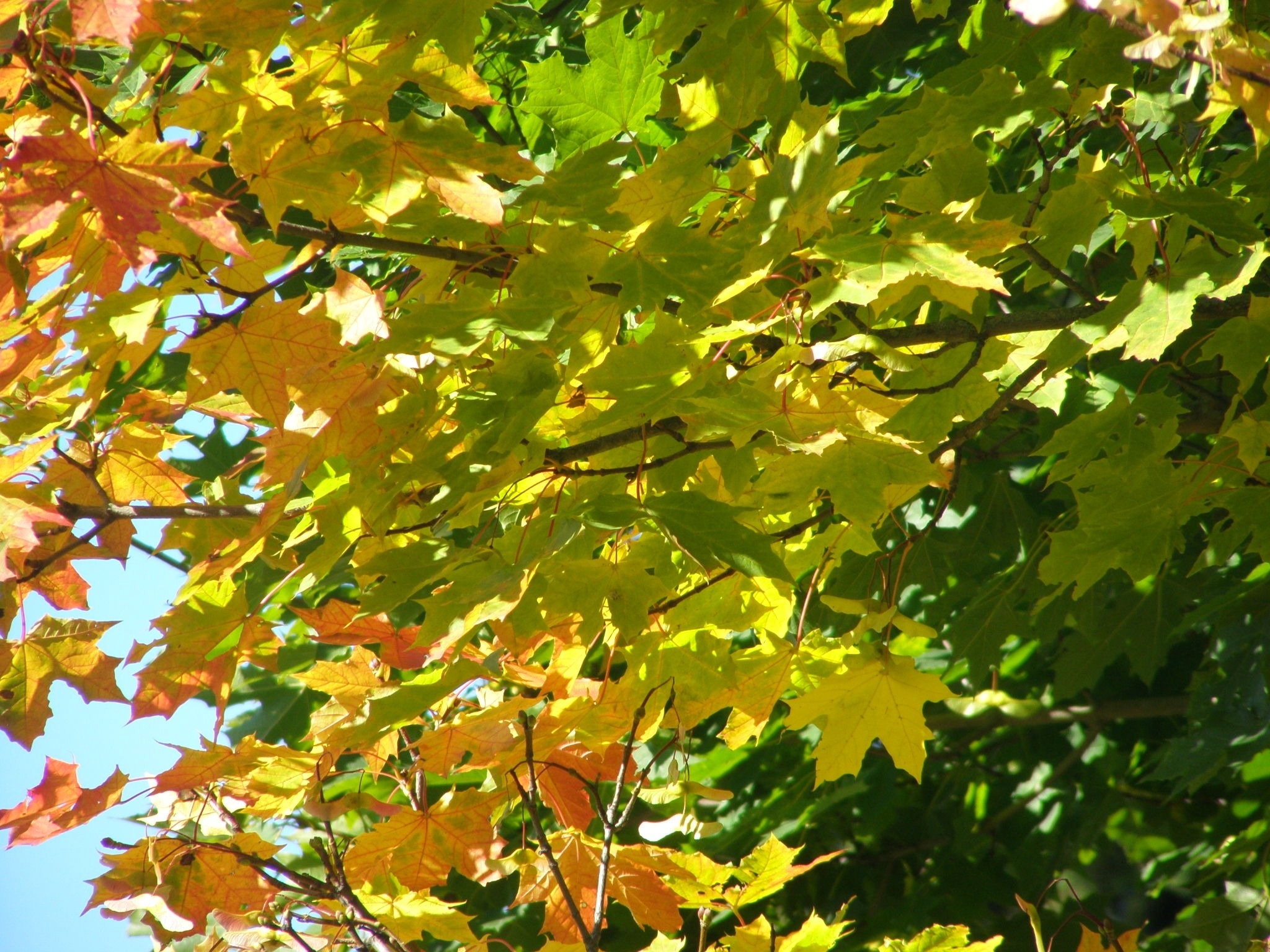 Green maple tree, Free image, Nature, Peakpx, 2050x1540 HD Desktop