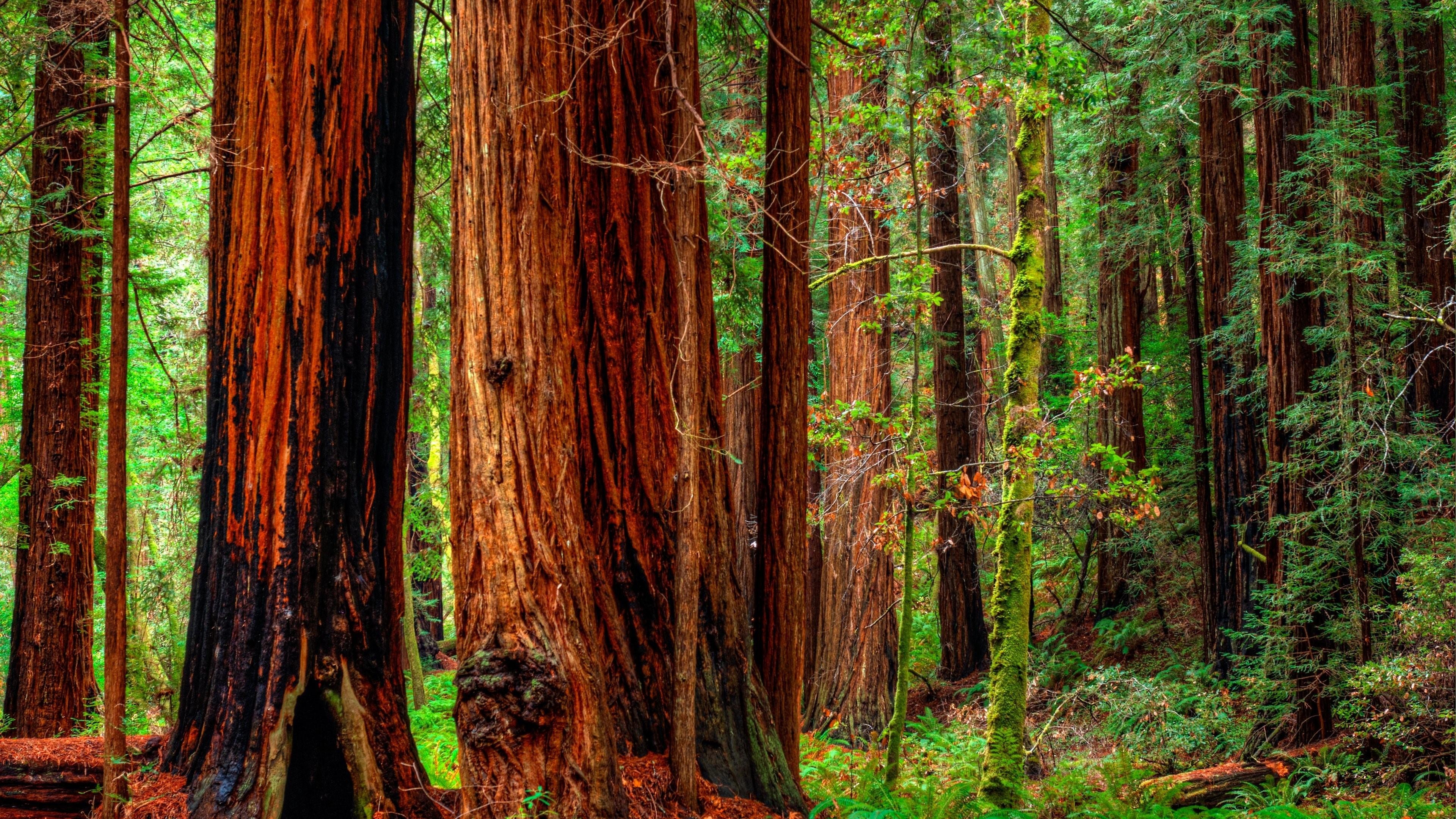 Cedar Tree, Redwood national parks, Majestic nature, State parks, 3840x2160 4K Desktop