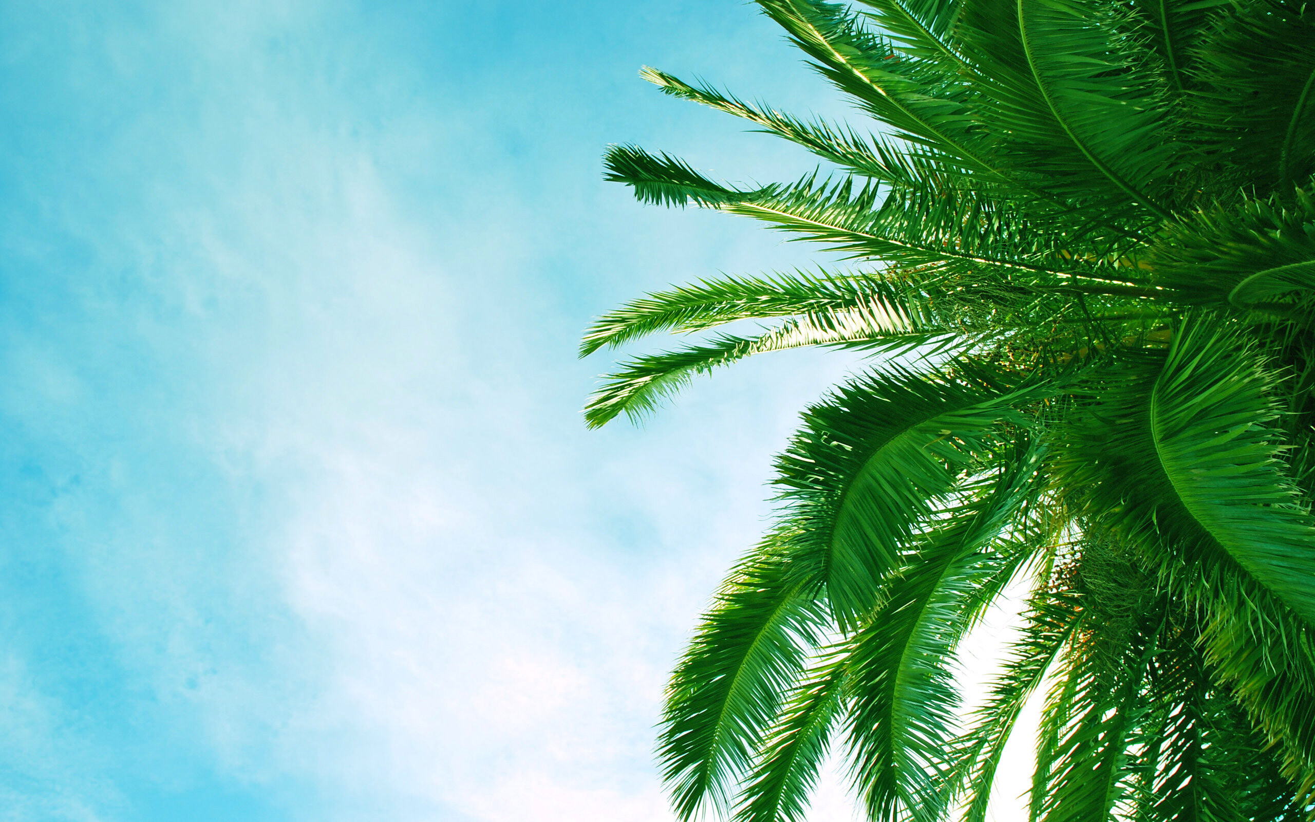 Palm Tree: The Arecaceae branch, A symbol of victory, triumph, peace. 2560x1600 HD Background.